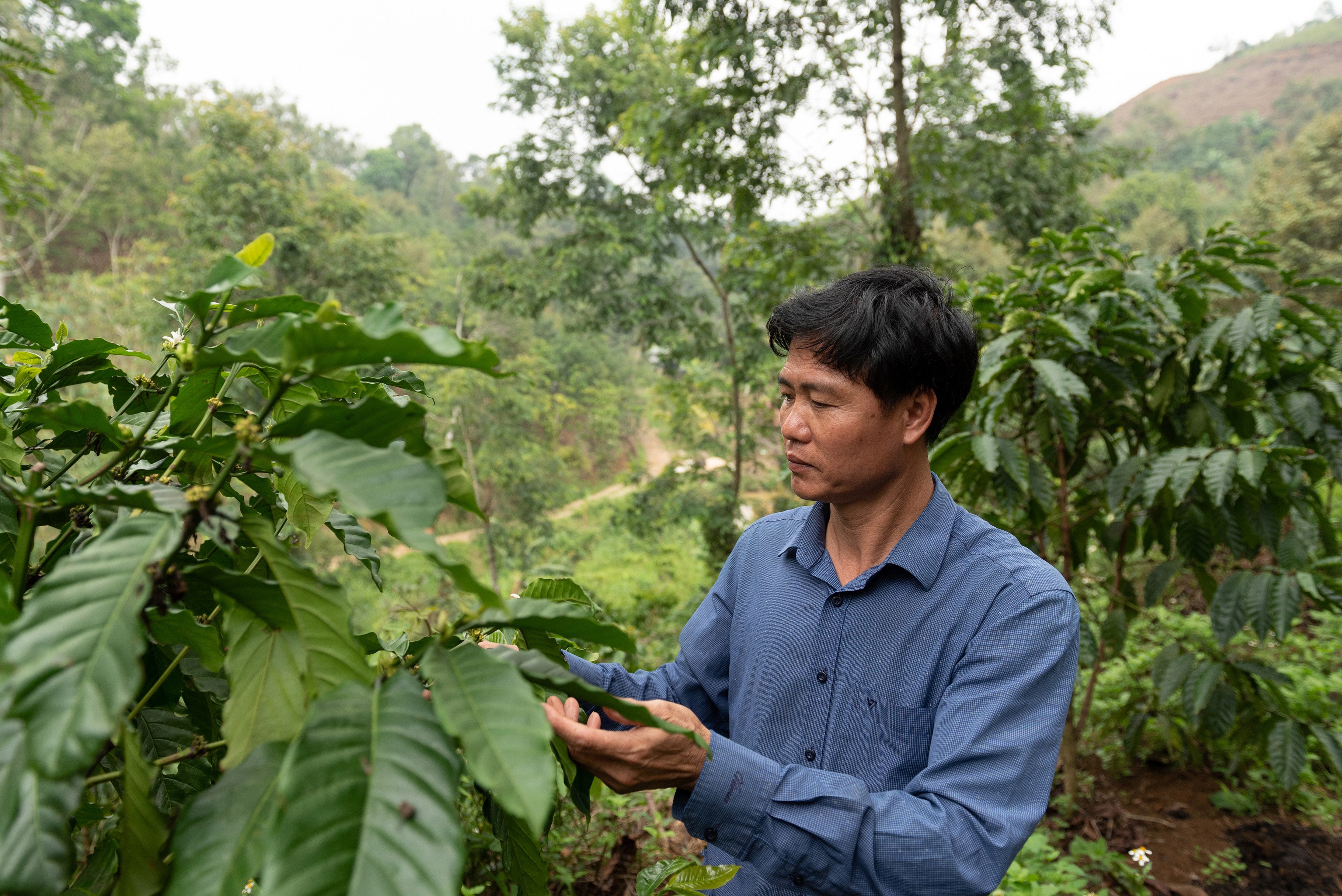 Toi Nguyen, a producer of robusta coffee, checks coffee beans on his farm