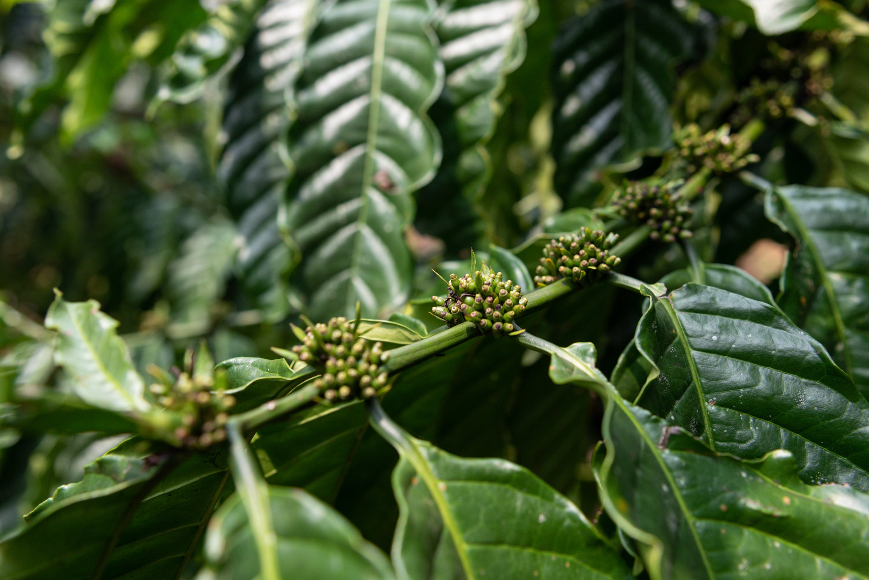 Robusta coffee cherries are seen budding on a tree in Lam Dong province