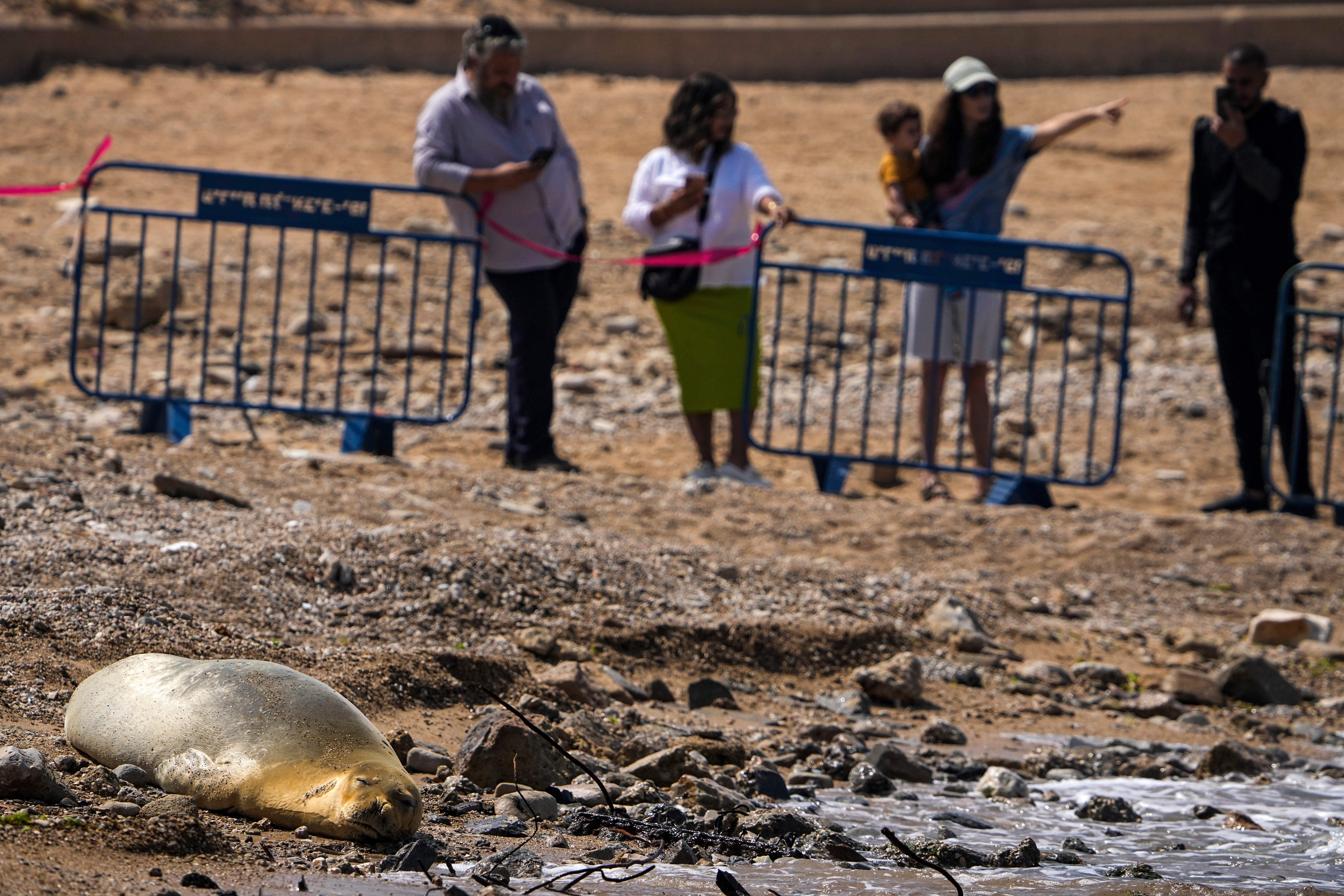 Israel Endangered Seal