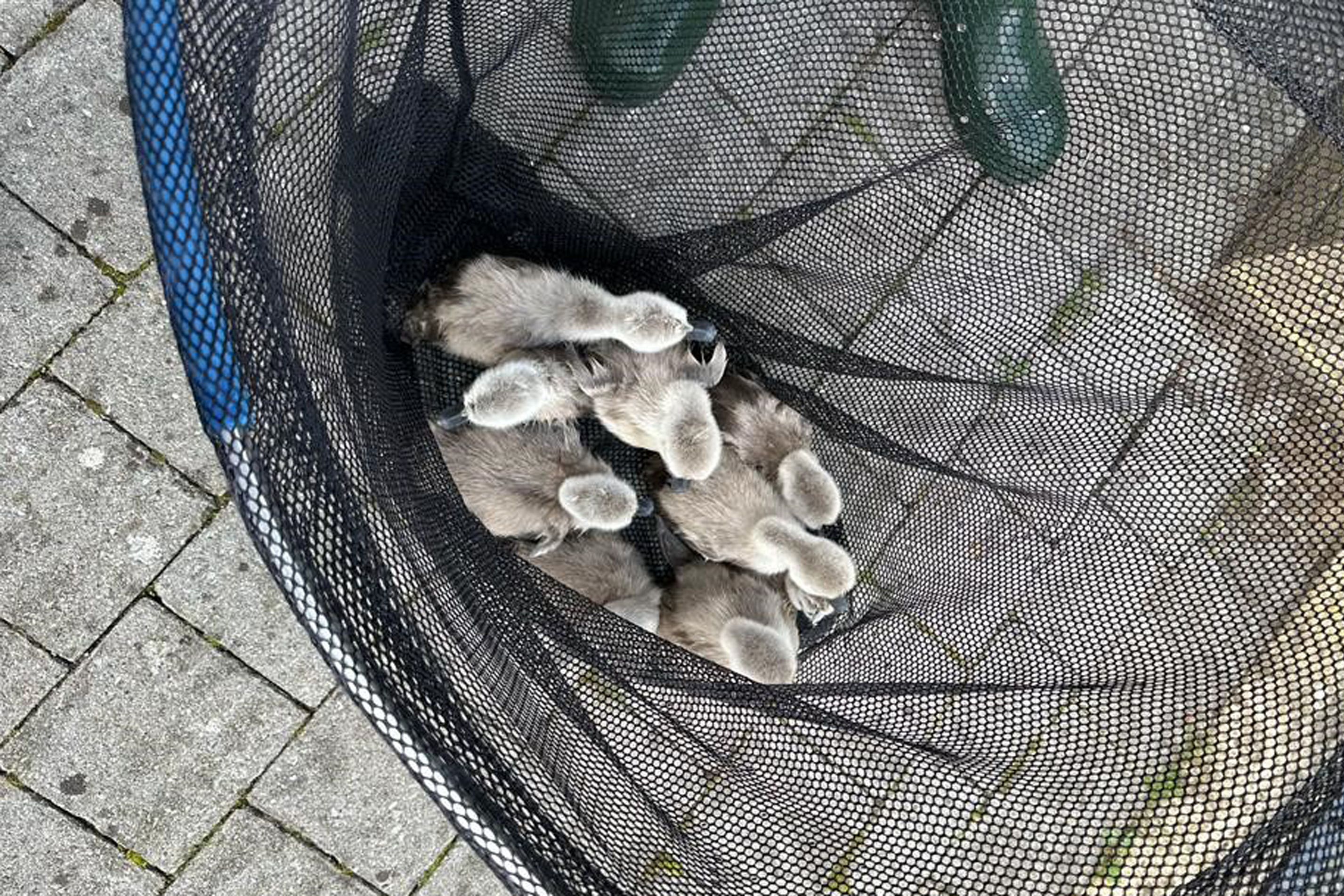 The cygnets were struggling against the current (Wendy Hermon/PA)