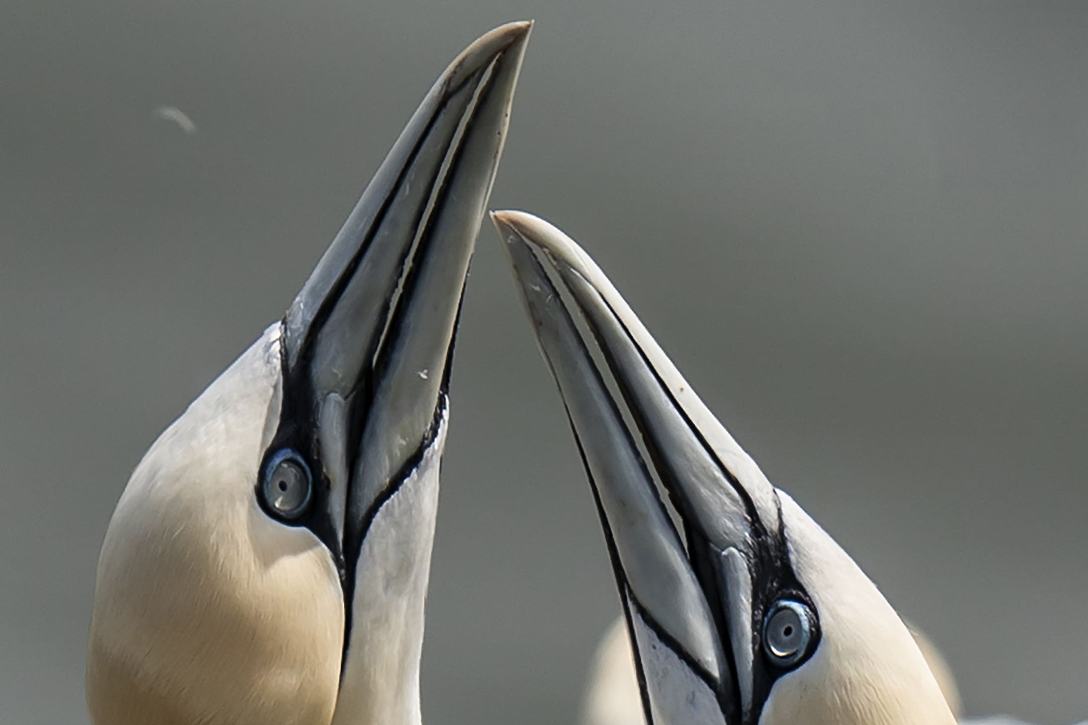 Nesting gannets at Bempton Cliffs (Danny Lawson/PA)