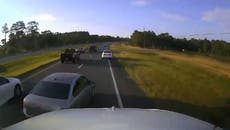 Turtle causes multi-car pile-up after Florida driver stops to attempt rescue