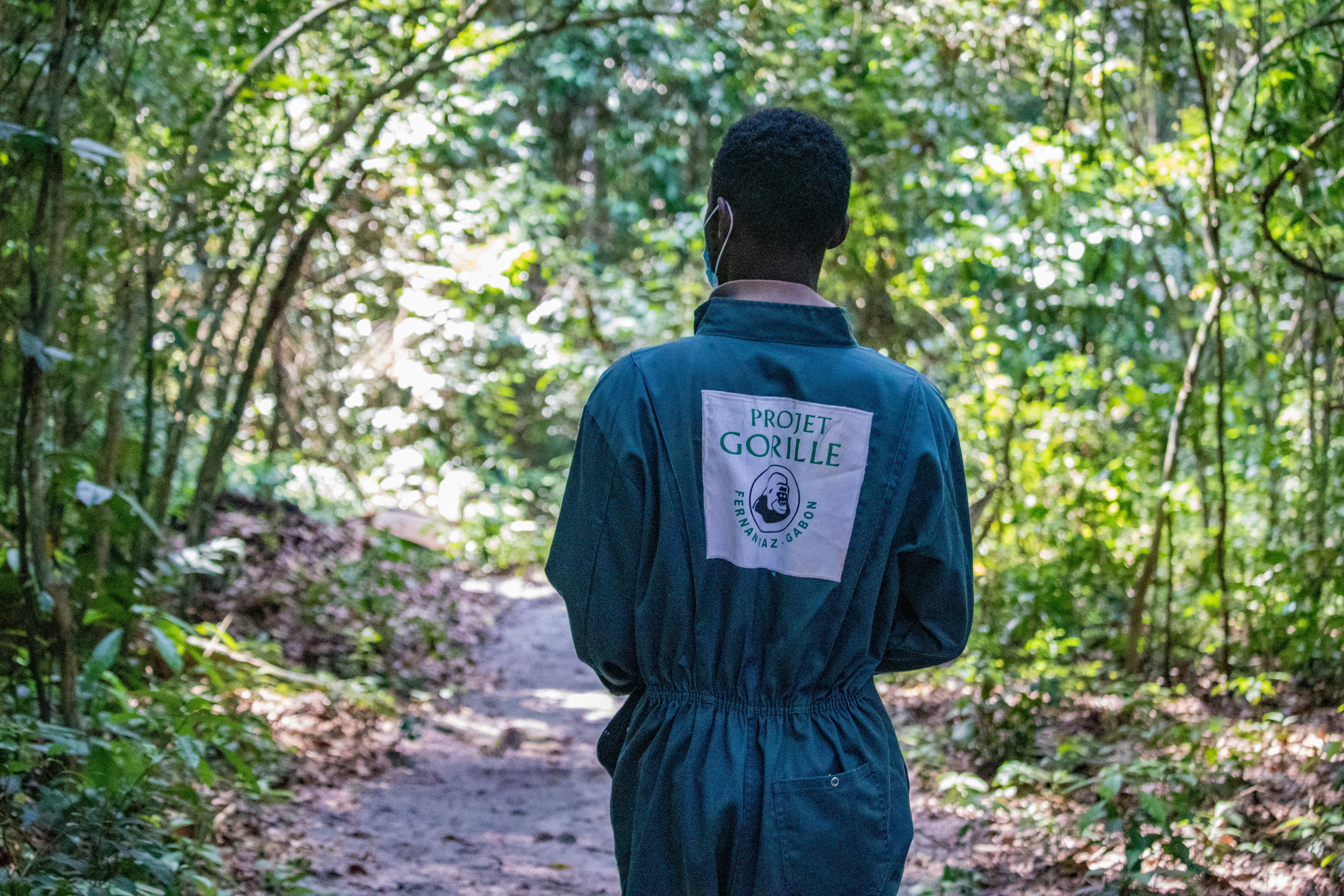 Projet Gorille has more than two decades of conservation experience in Gabon