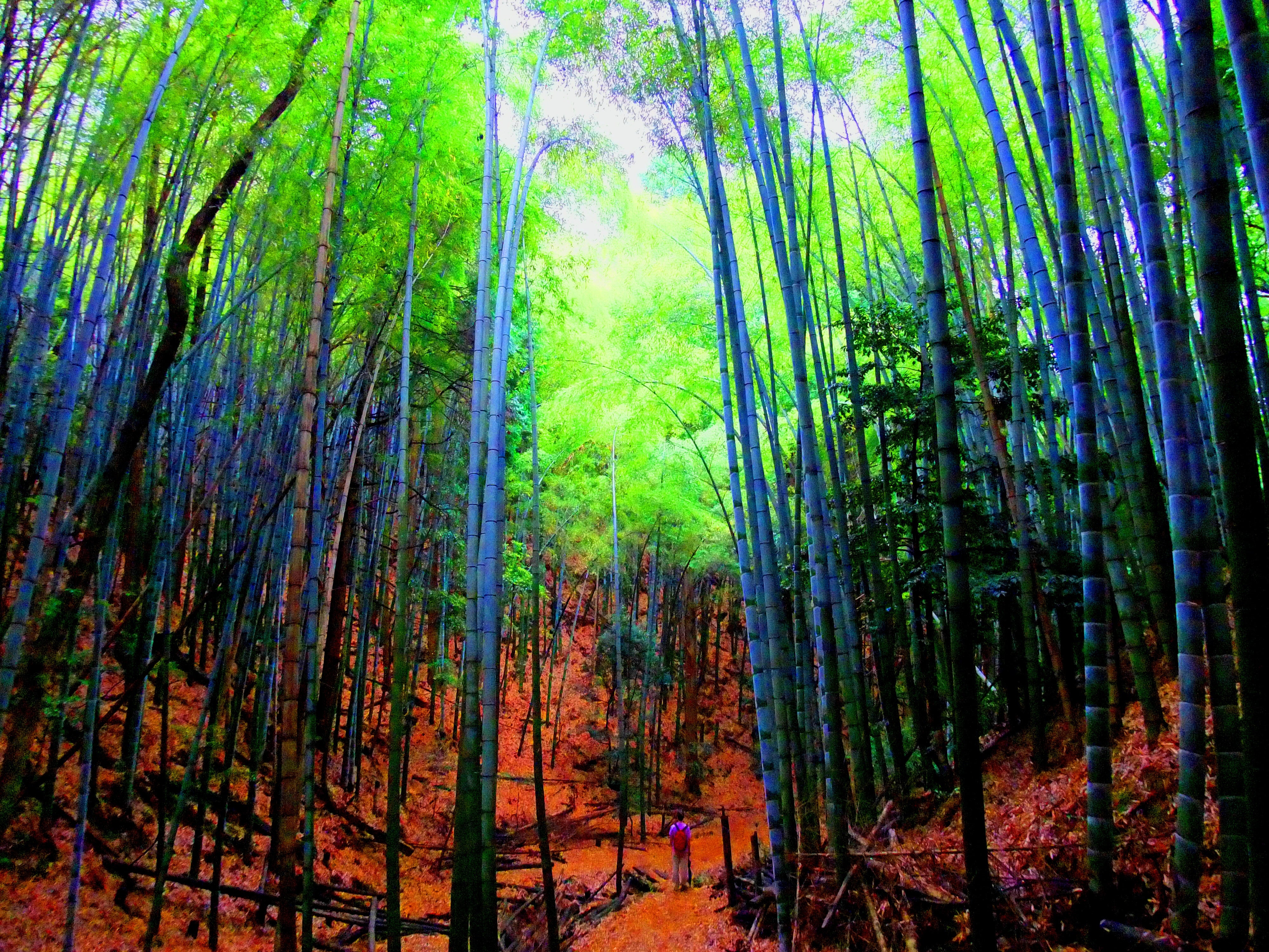 The bamboo forest behind Mitaki Temple