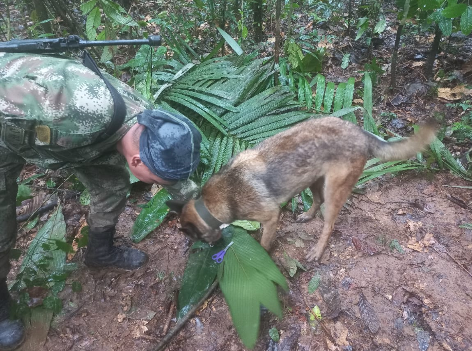 Efforts to find them were stepped up after rescue teams, including search dogs, found discarded fruit the children ate to survive and improvised shelters made with jungle vegetation