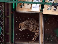 Maggots and skin infection behind latest cheetah deaths in India, confirms expert