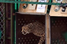 India’s top court advises government to move translocated cheetahs after three animals die