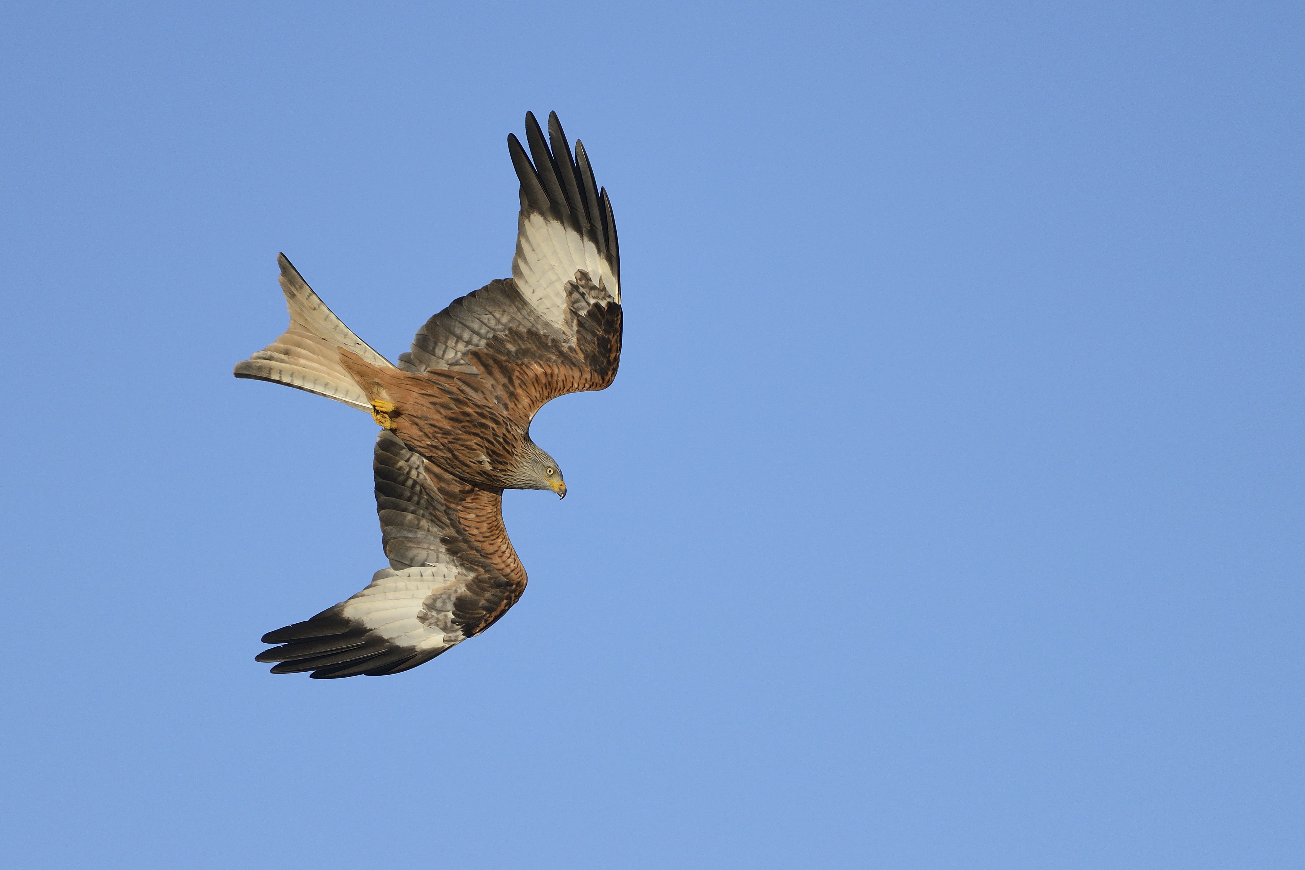 A red kite