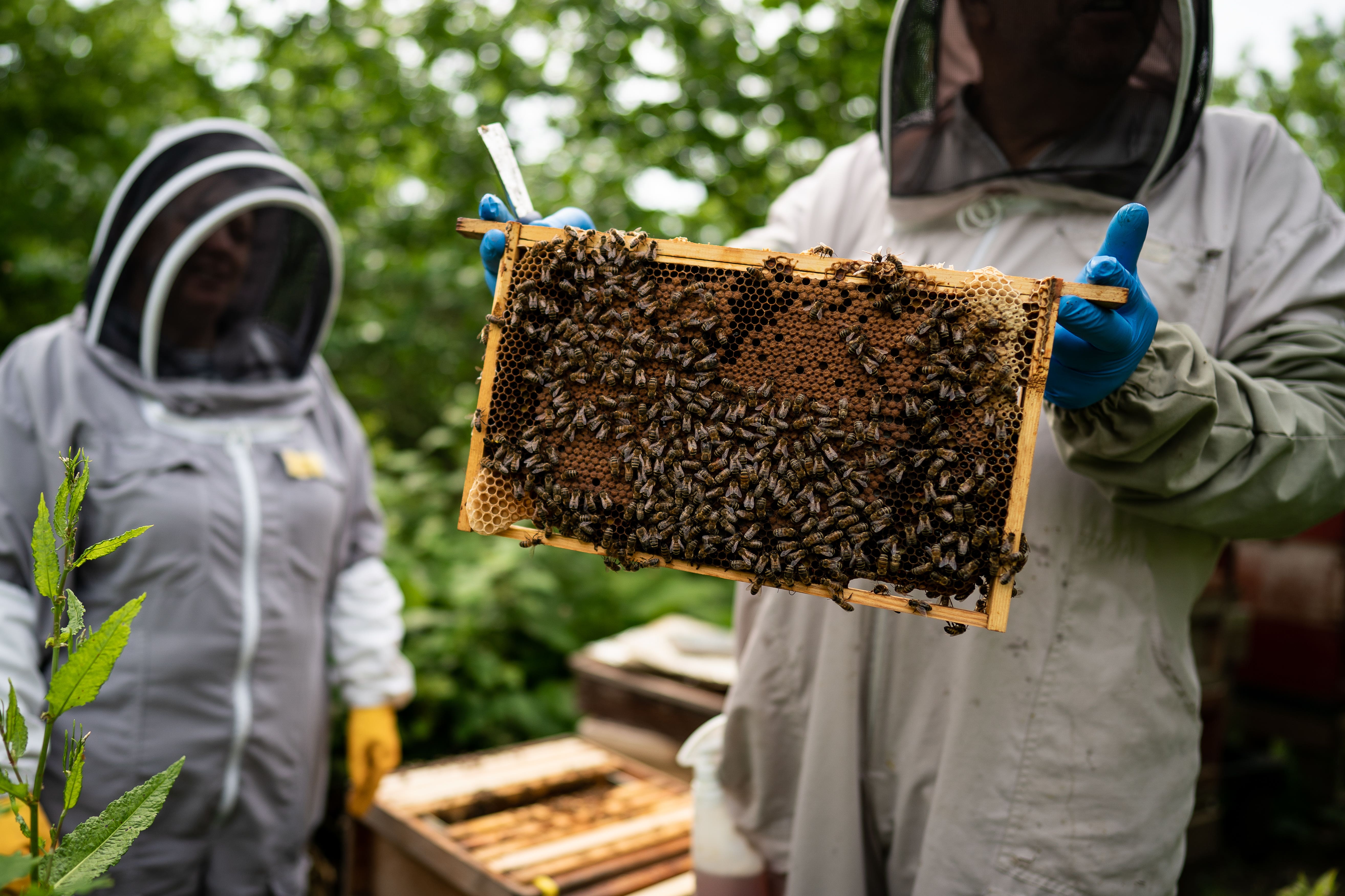 Beekeepers John House and Caroline Geheran in the gardens of Buckingham Palace (Aaron Chown/PA)