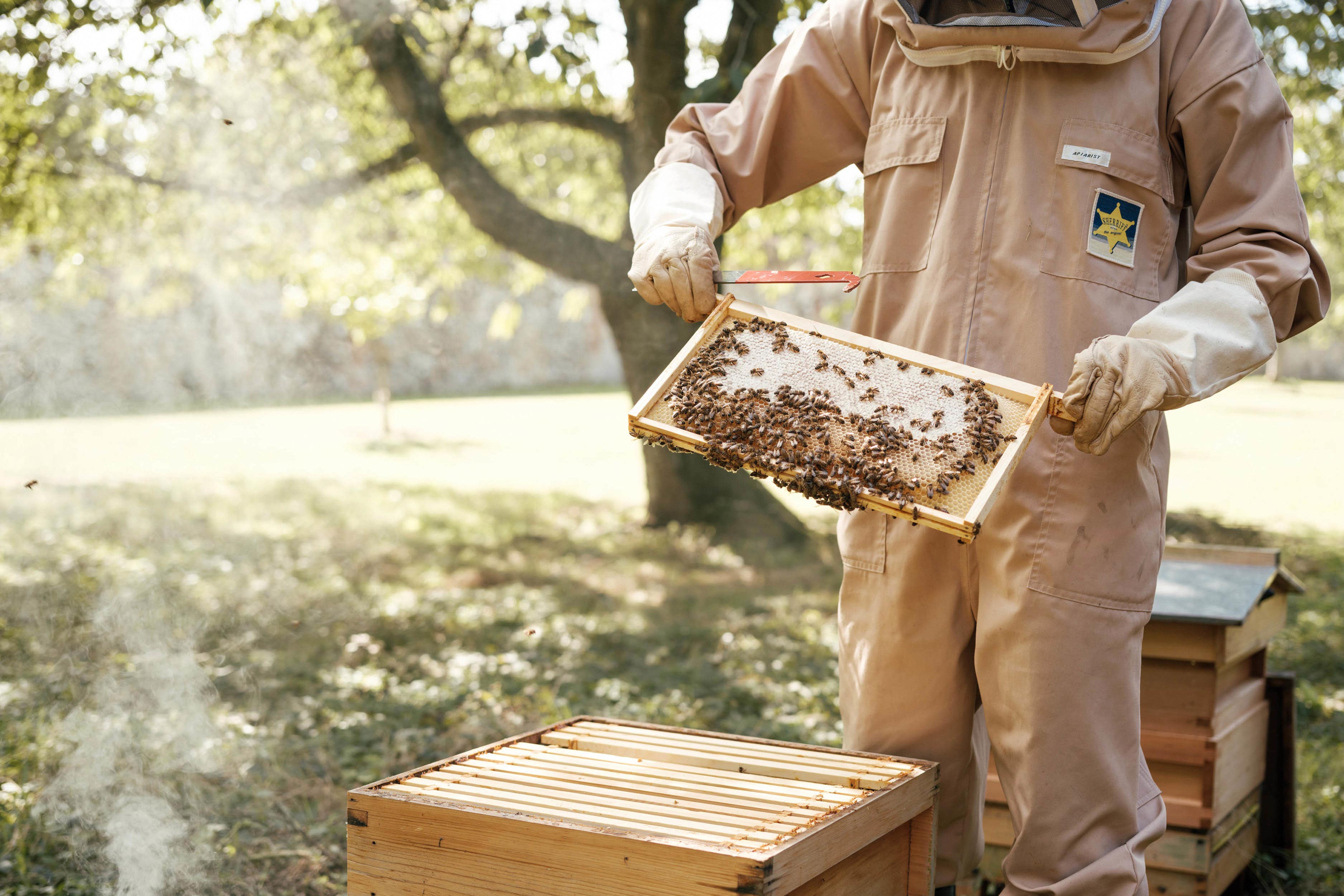 The Princess of Wales attending to a hive last summer in the gardens at Anmer Hall, on the Sandringham Estate in Norfolk (Matt Porteous/Kensington Palace/PA)