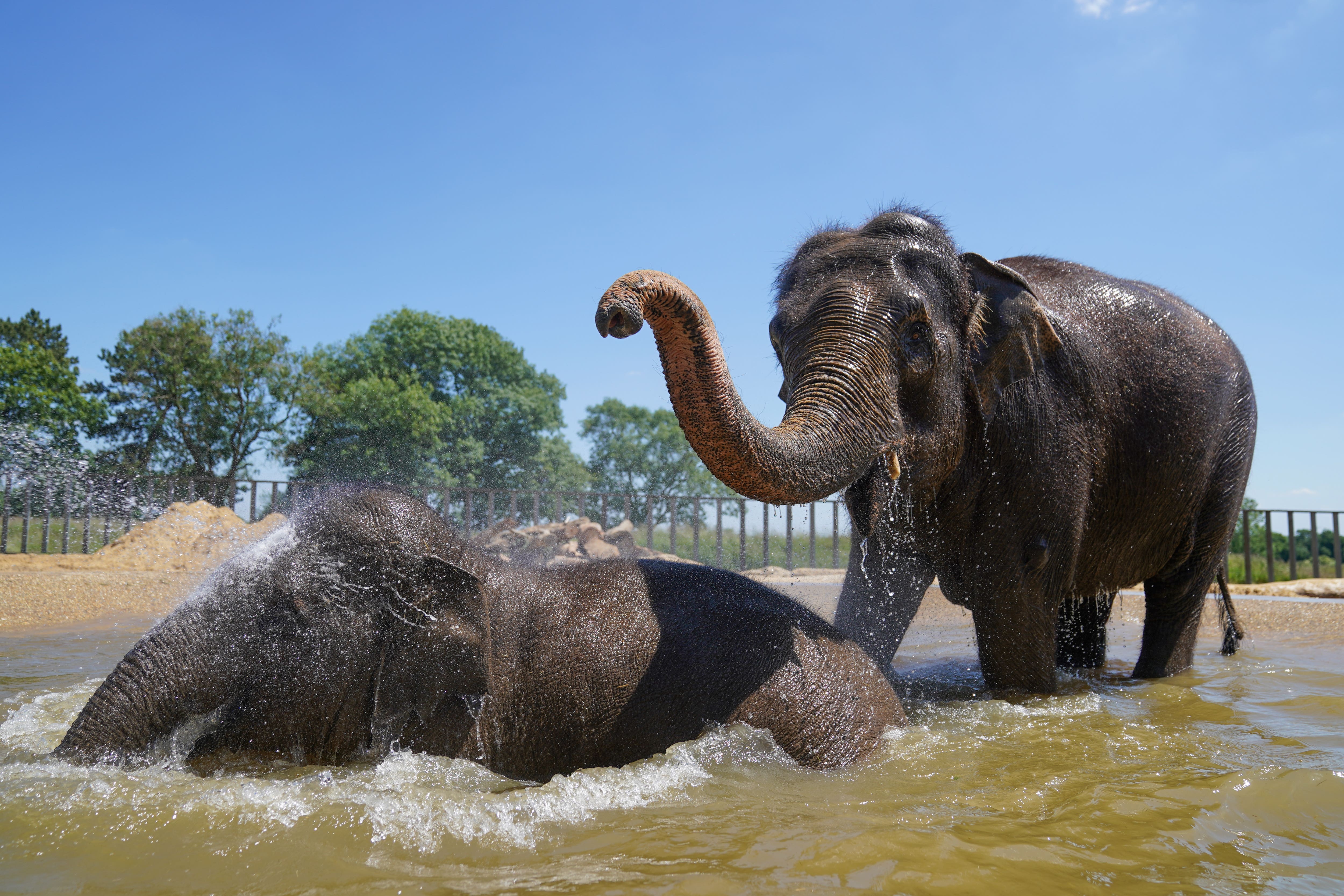 Elephants enjoy the presence of zoo visitors, researchers found (Joe Giddens/PA)