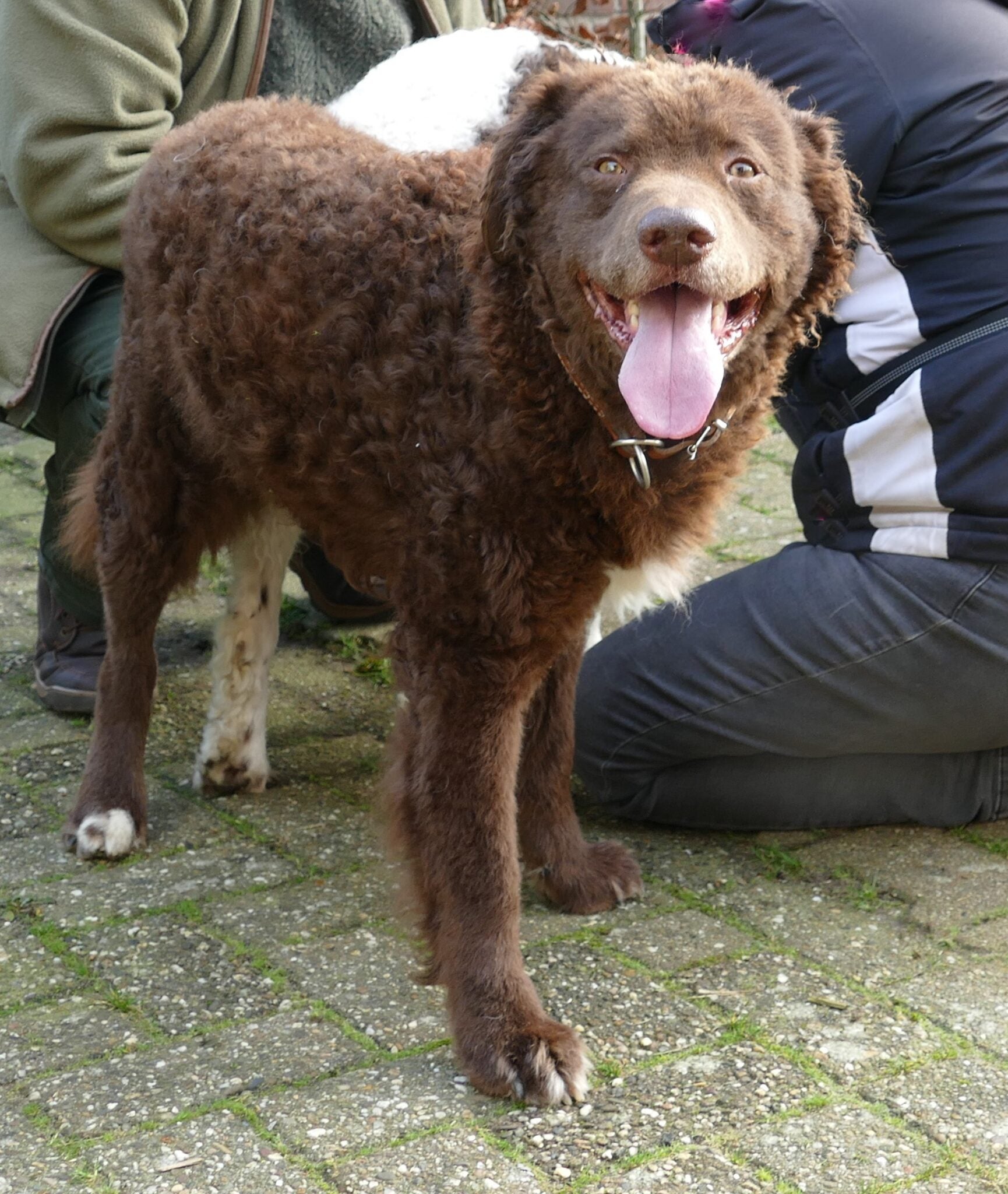 The pair had to look to the Netherlands to breed Aafke and found a suitable male Lex (pictured)