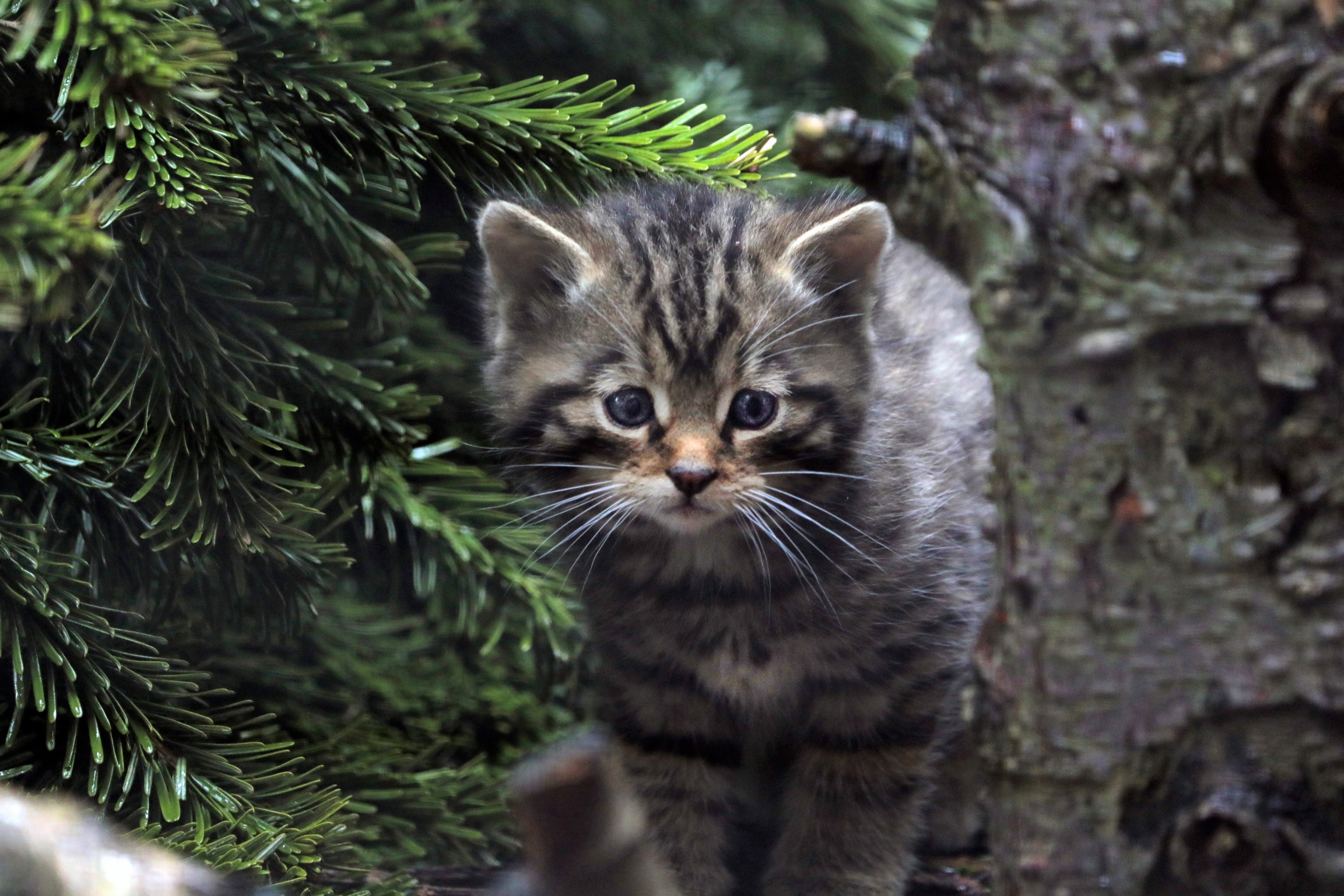 The wildcat kittens were born in April (RZSS/PA)