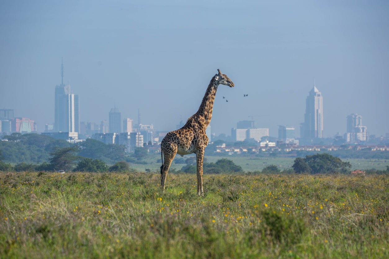 A giraffe in Nairobi National Park, with the city in the background