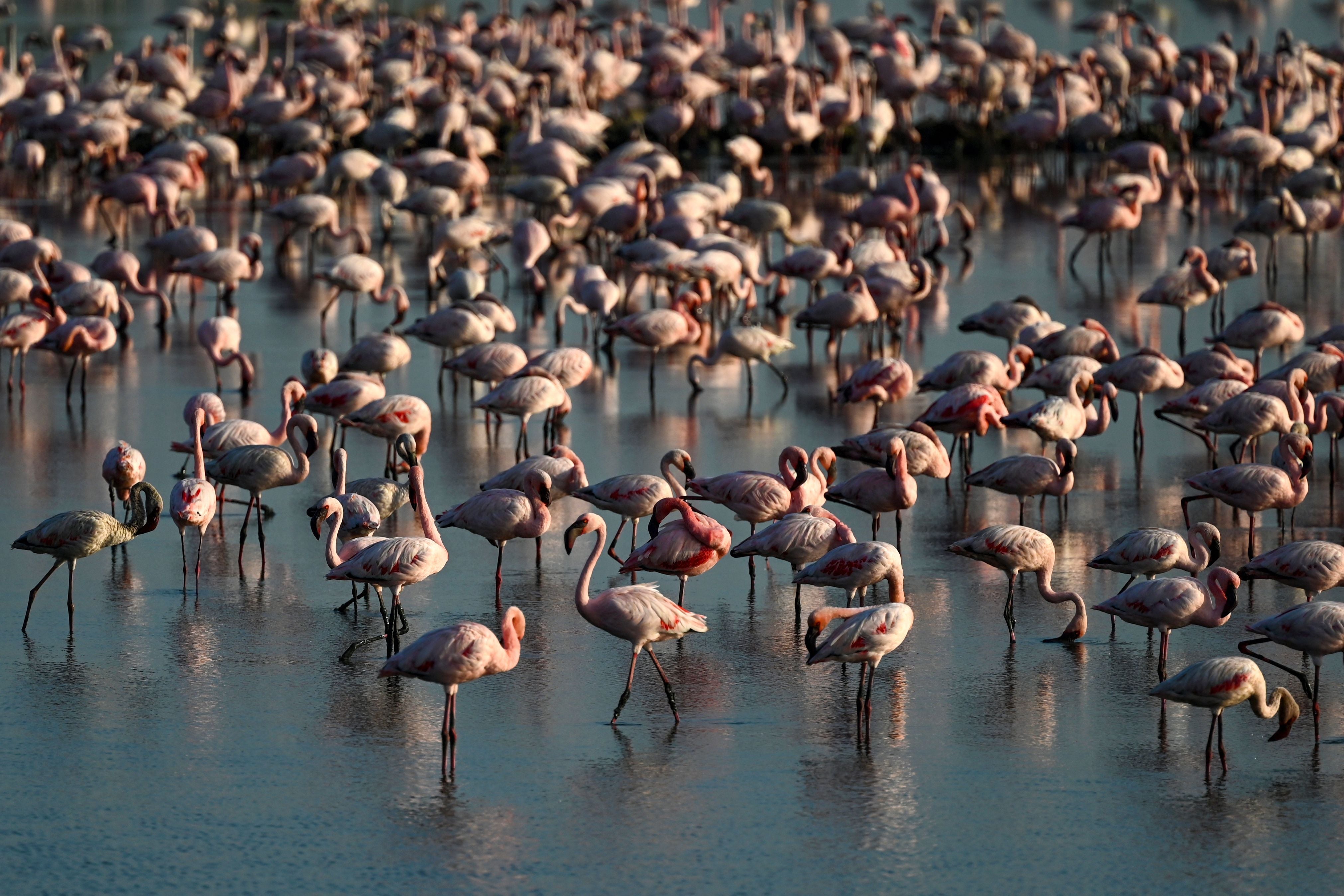 Flamingos stand in a pond in Navi Mumbai