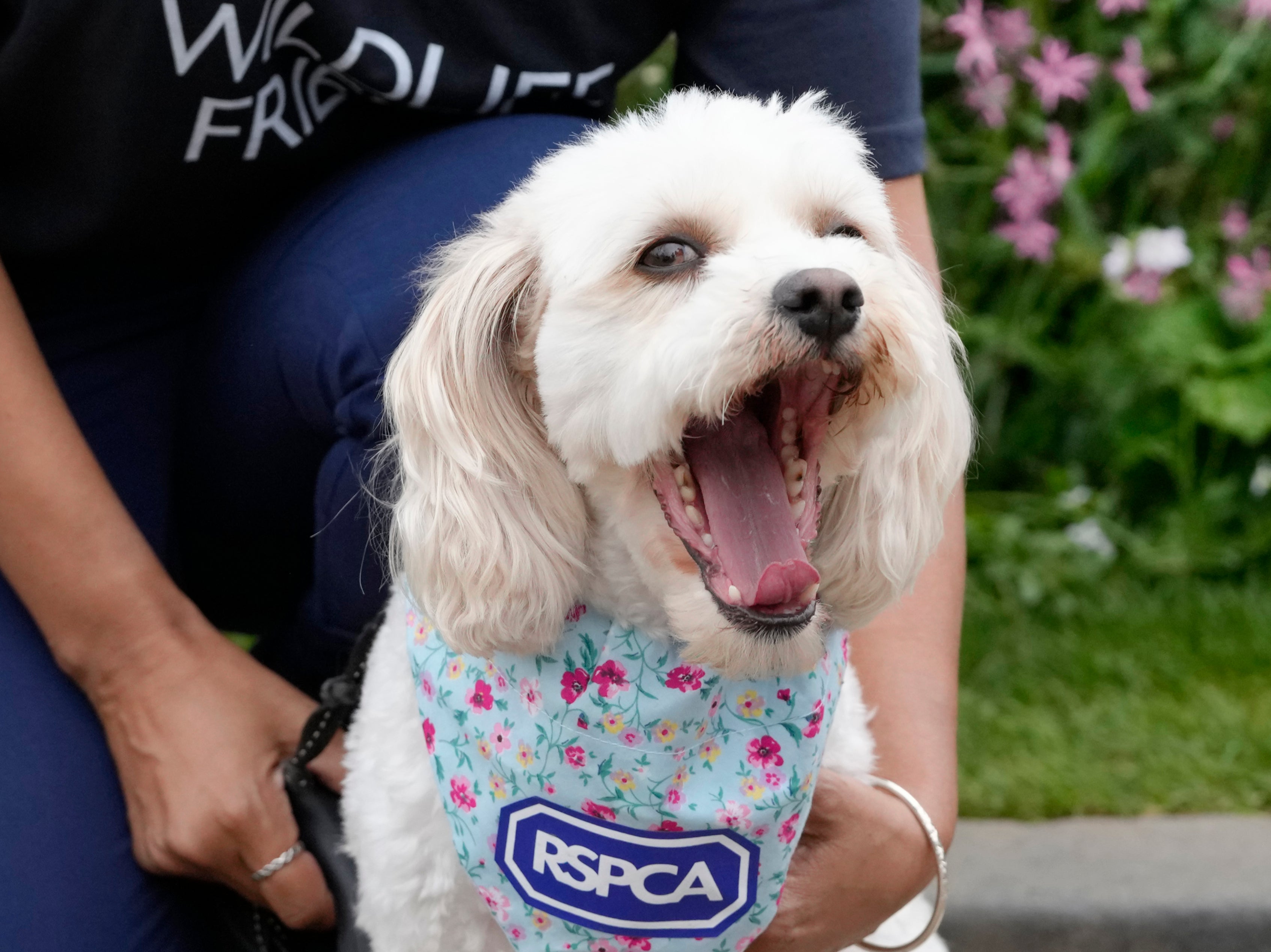 Rescue dog Daisy attends a photocall at the RSPCA garden at the Chelsea Flower Show