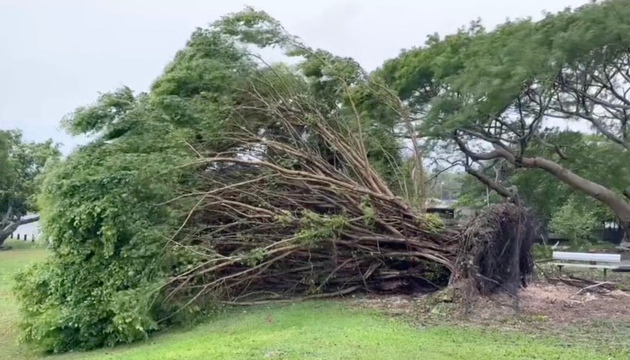 Tree uprooted by tropical storm force winds blowing across Guam on 24 May, 2023