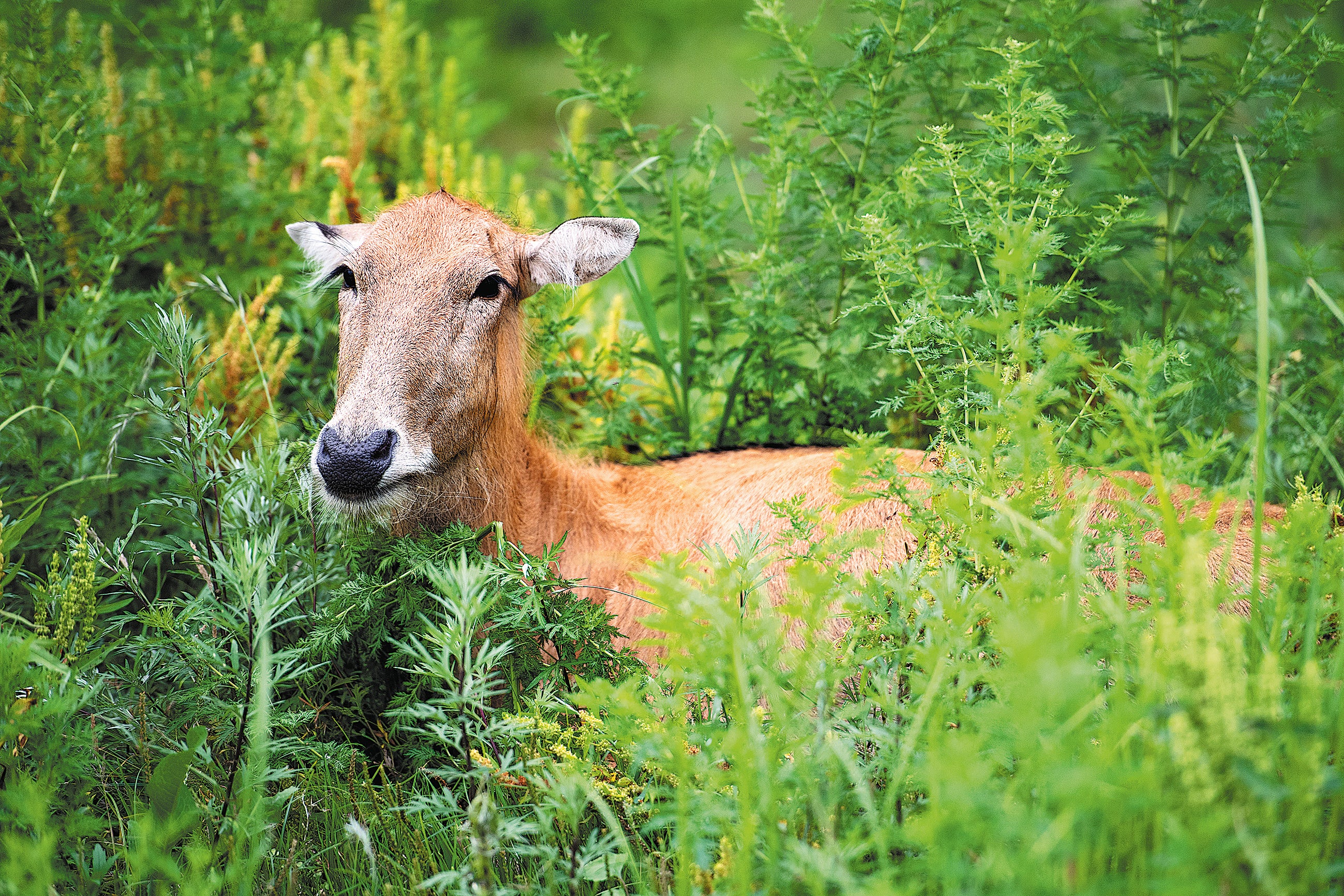 A Chinese milu deer at east Dongting Lake’s rescue centre for wild animals in Yueyang, Hunan province