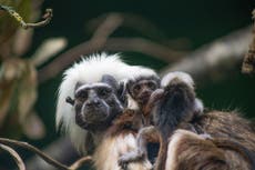 ‘Incredibly rare’ tamarin triplets born at Marwell Zoo