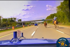 Viral video shows cowboy wrangling runaway cow with lasso on Michigan interstate