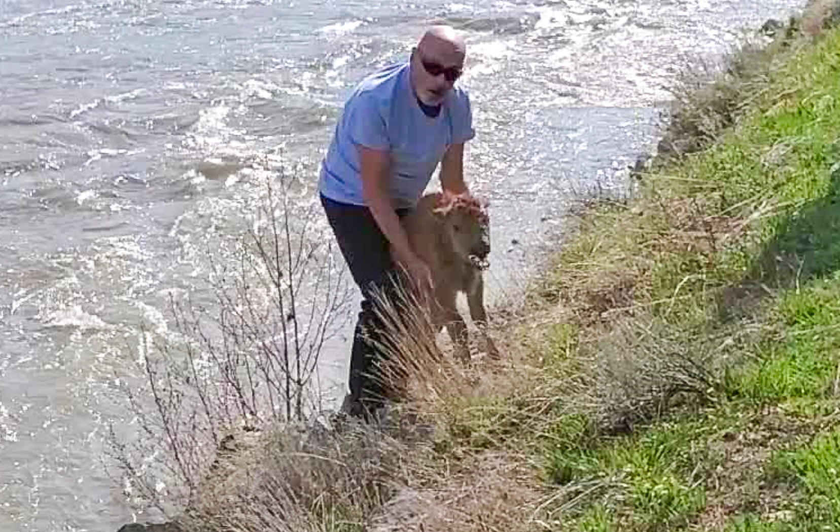 Authorities are appealing for information to identify a tourist who attempted to rescue a newborn bison calf in Yellowstone National Park