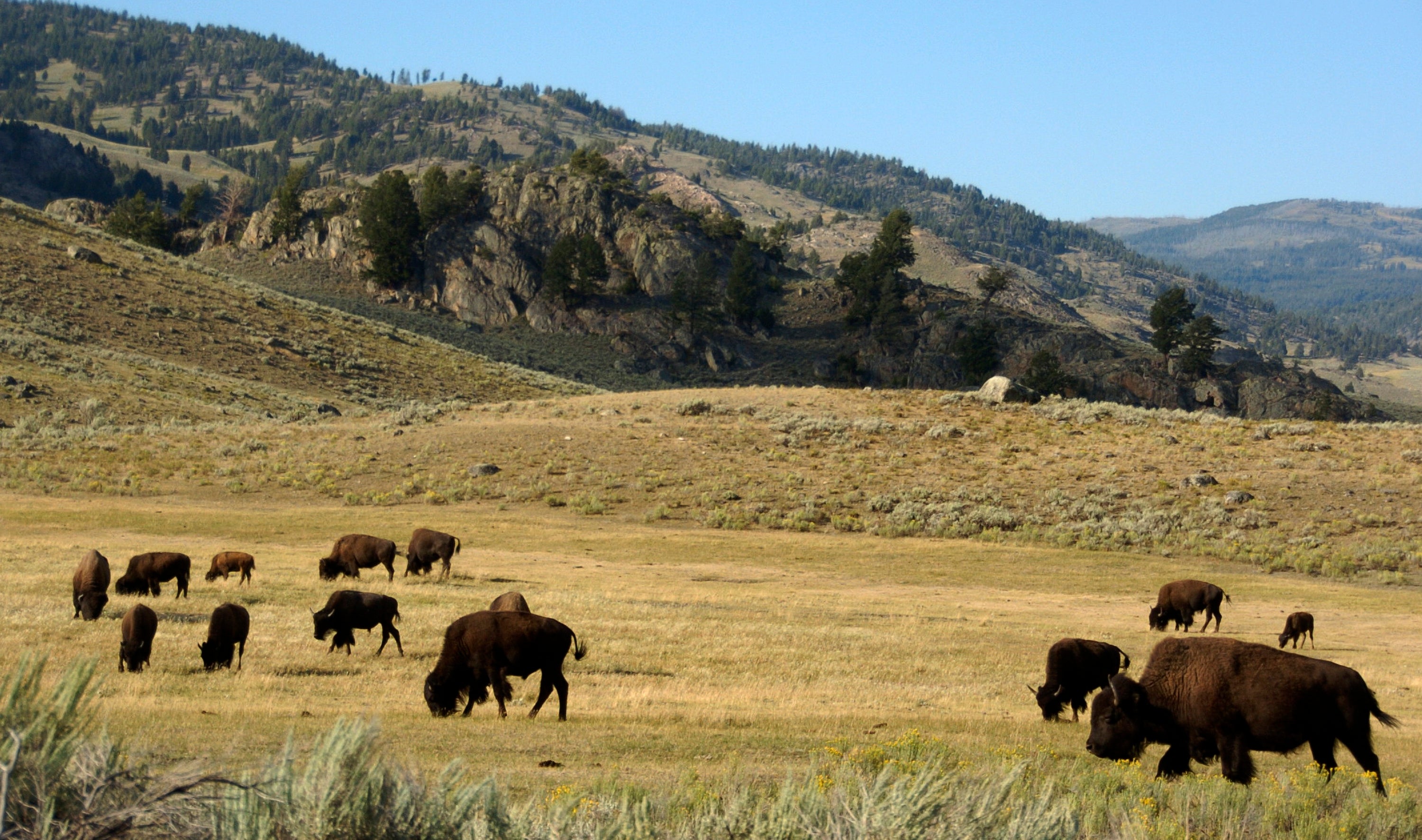 Yellowstone Bison Calf