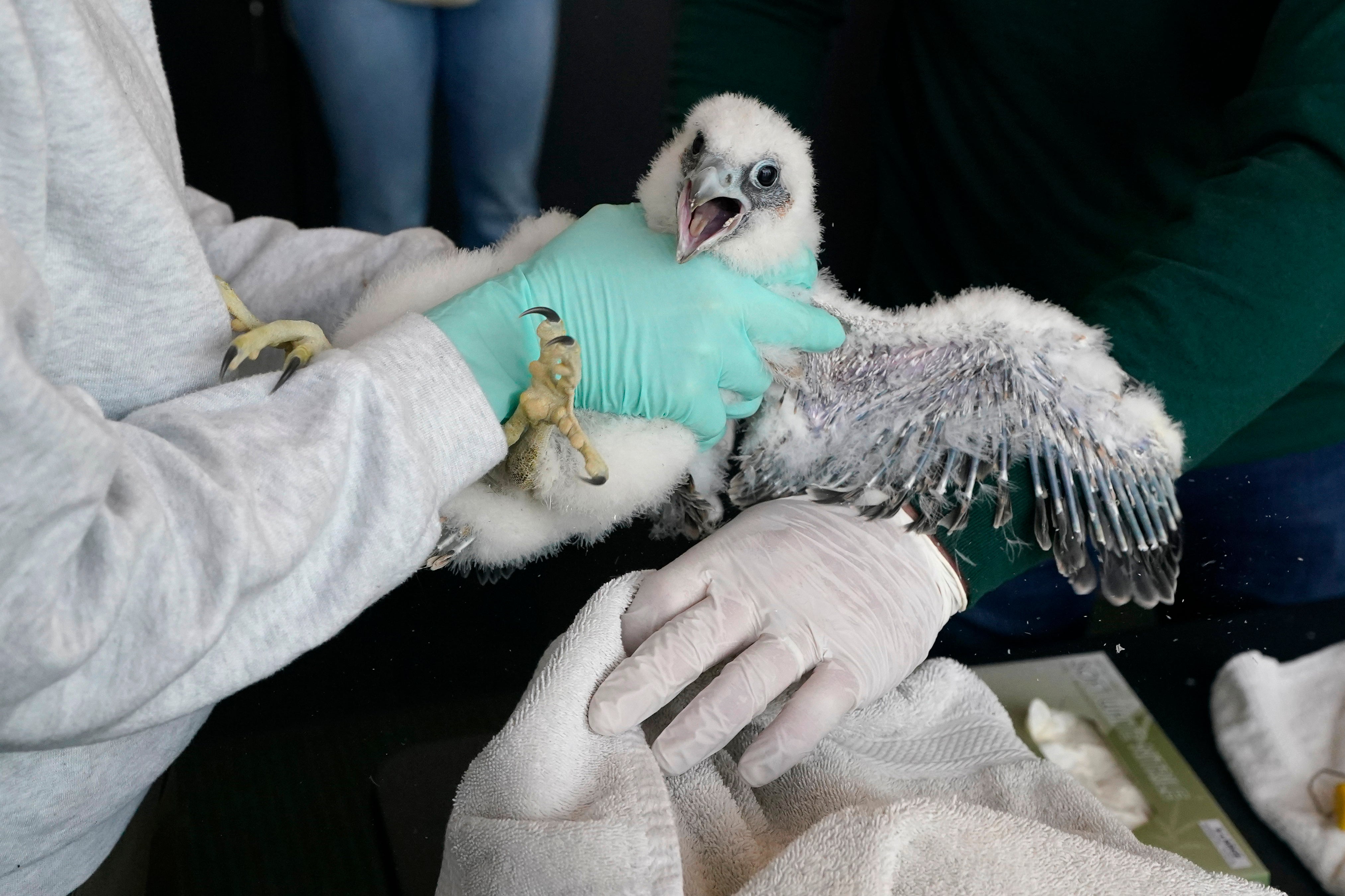 Michigan St Falcon Banding