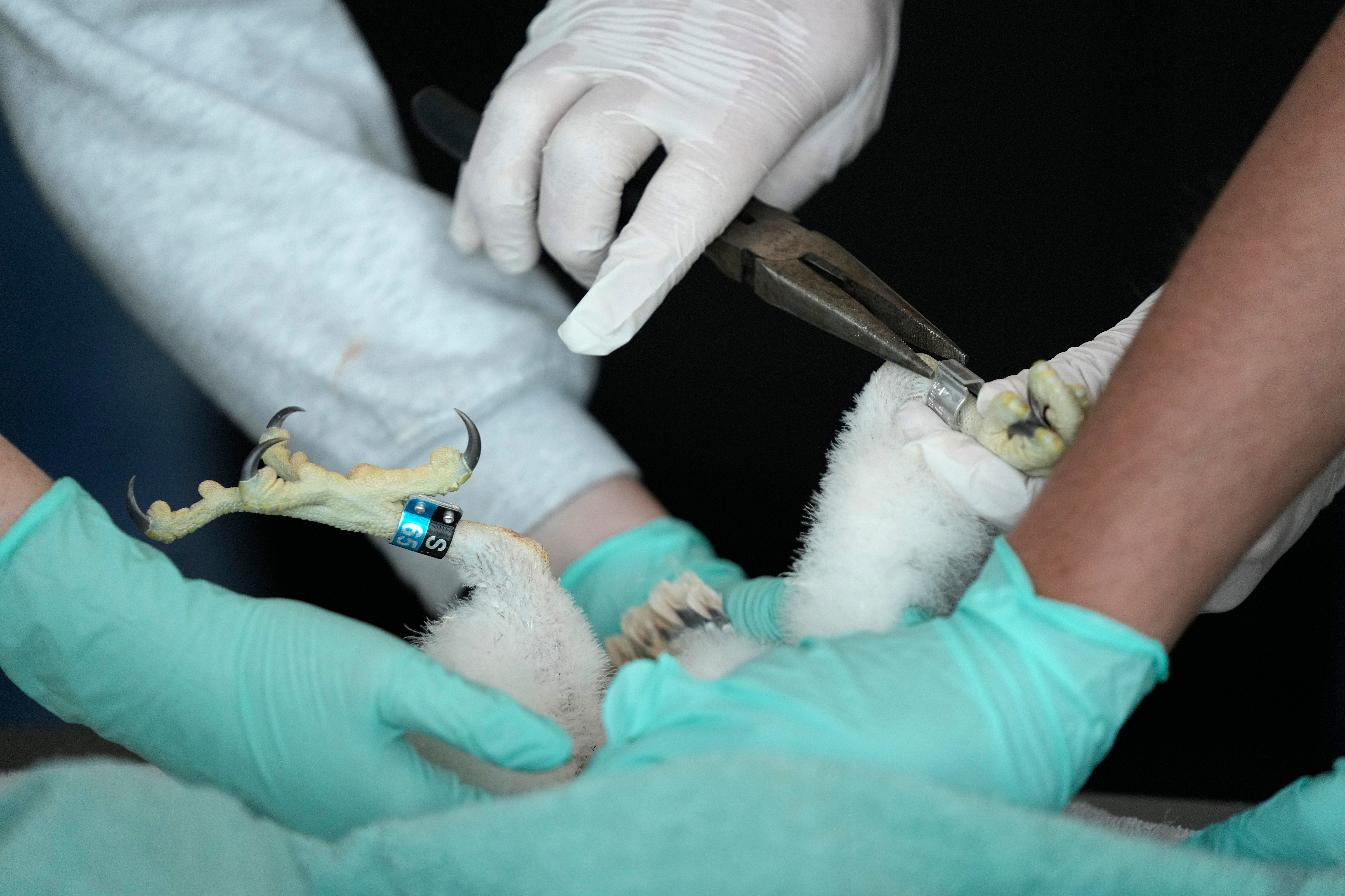 Michigan St Falcon Banding