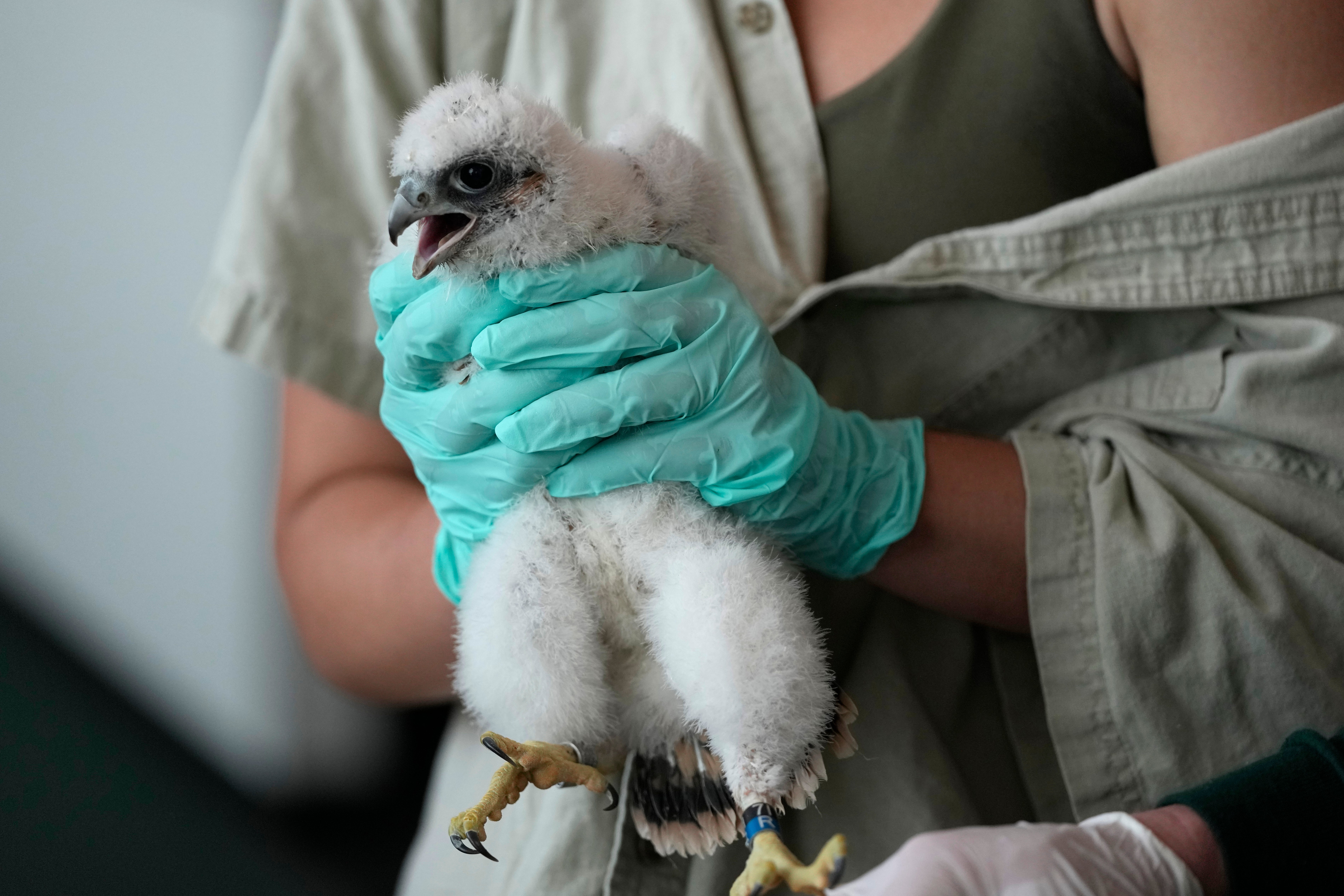 Michigan St Falcon Banding