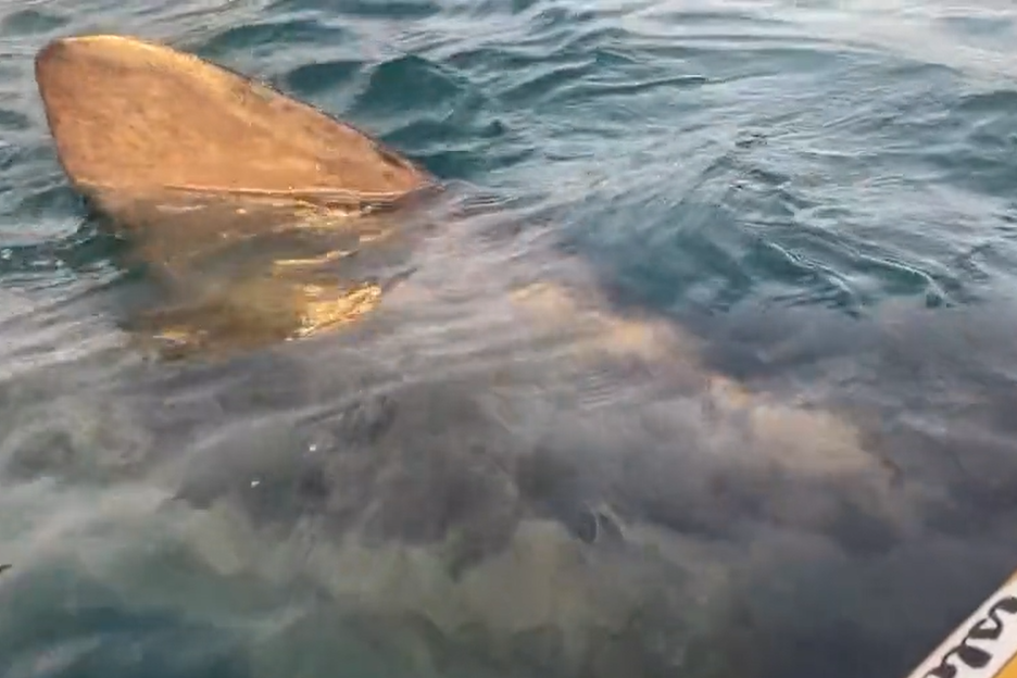 The basking shark swam right alongside Louise Barker’s kayak (Louise Barker/PA)