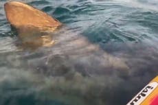 Watch moment kayaker comes face-to-face with basking shark off Ireland coast