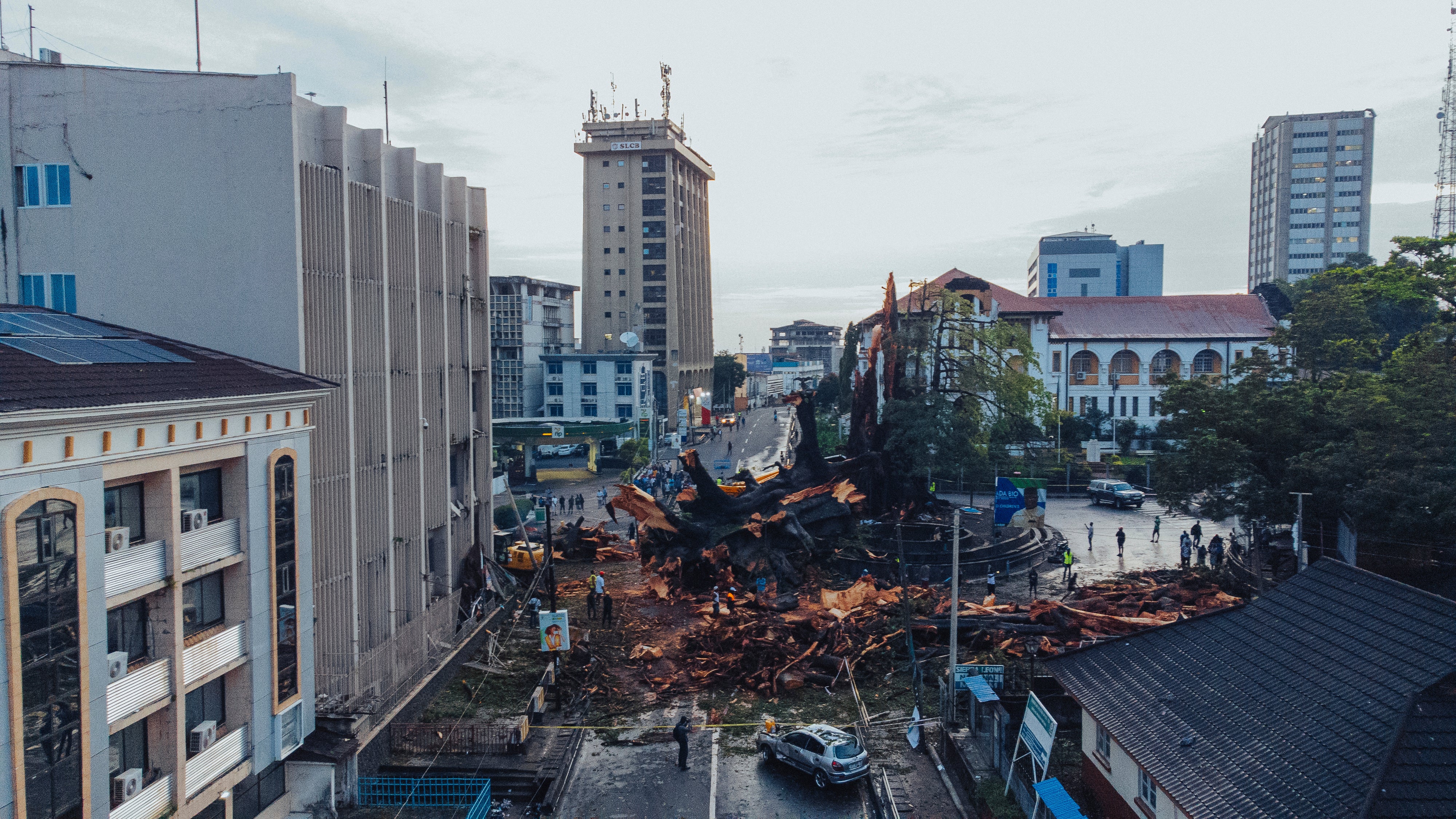 Sierra Leone Fallen Historic Tree