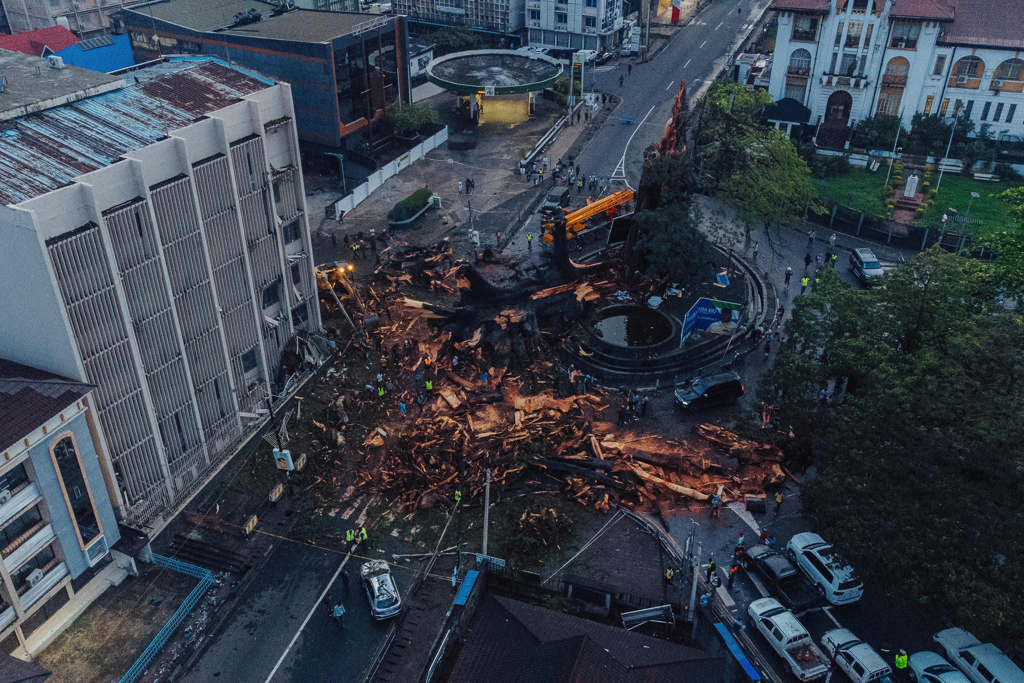 Sierra Leone Fallen Historic Tree
