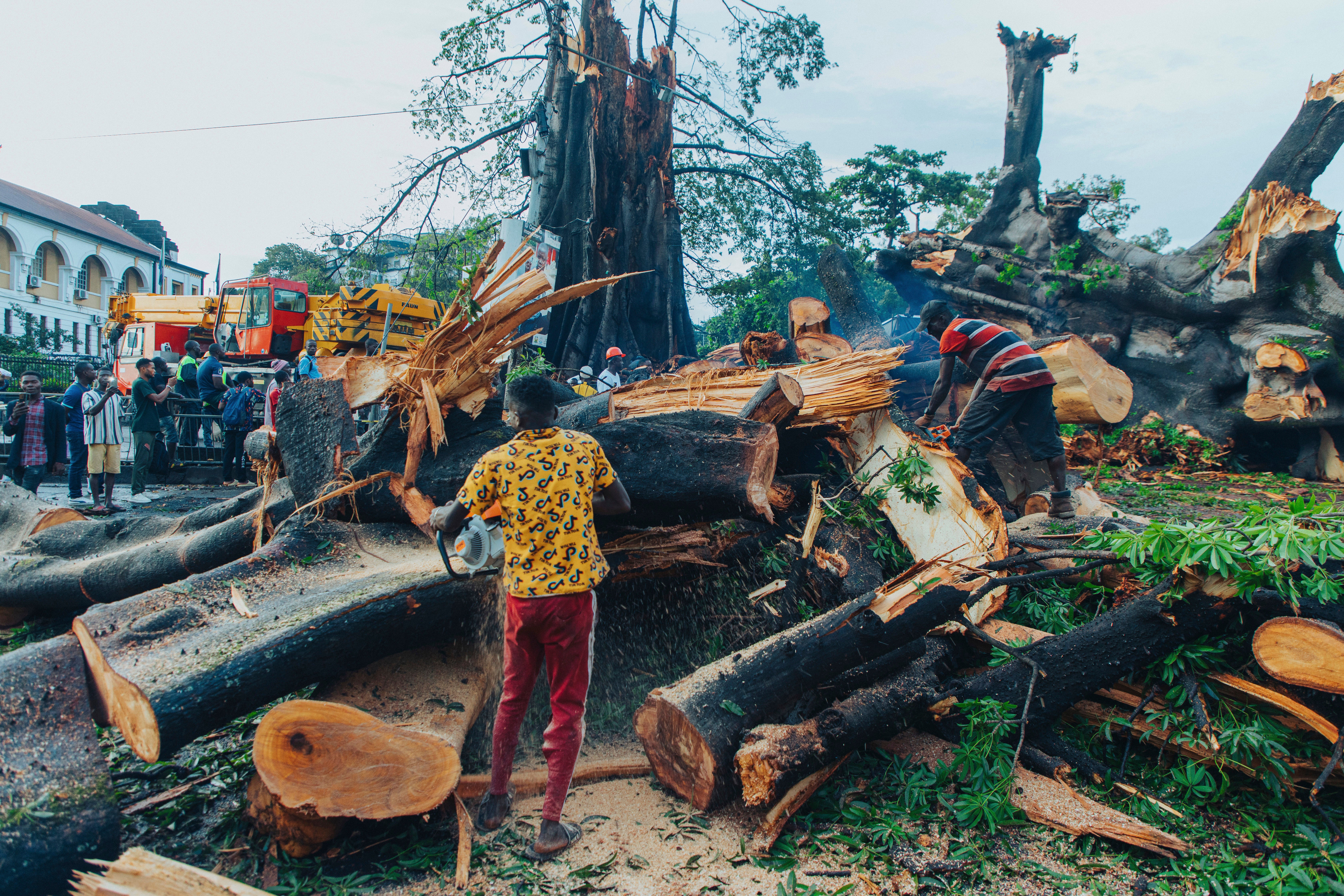 Sierra Leone Fallen Historic Tree