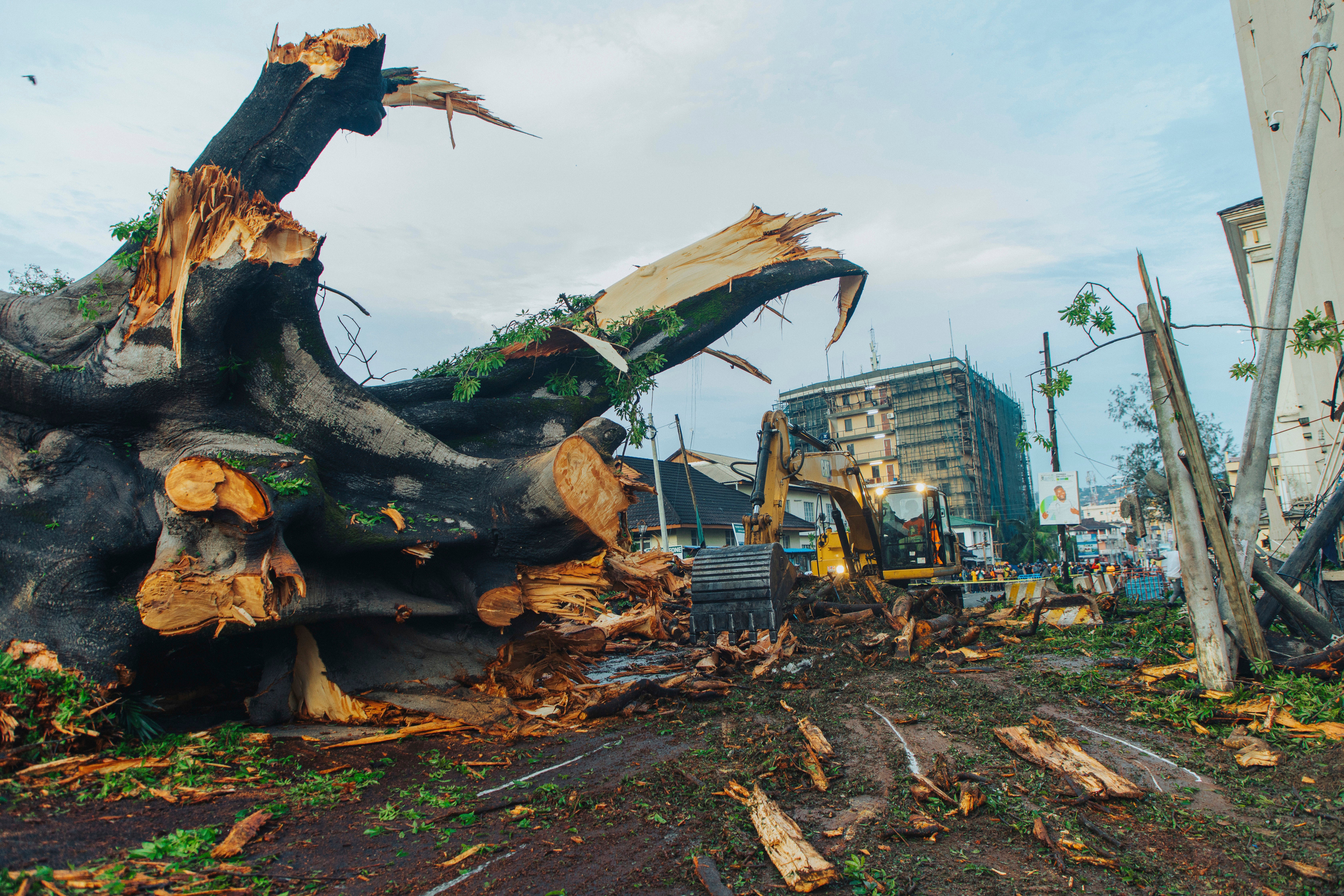 Sierra Leone Fallen Historic Tree
