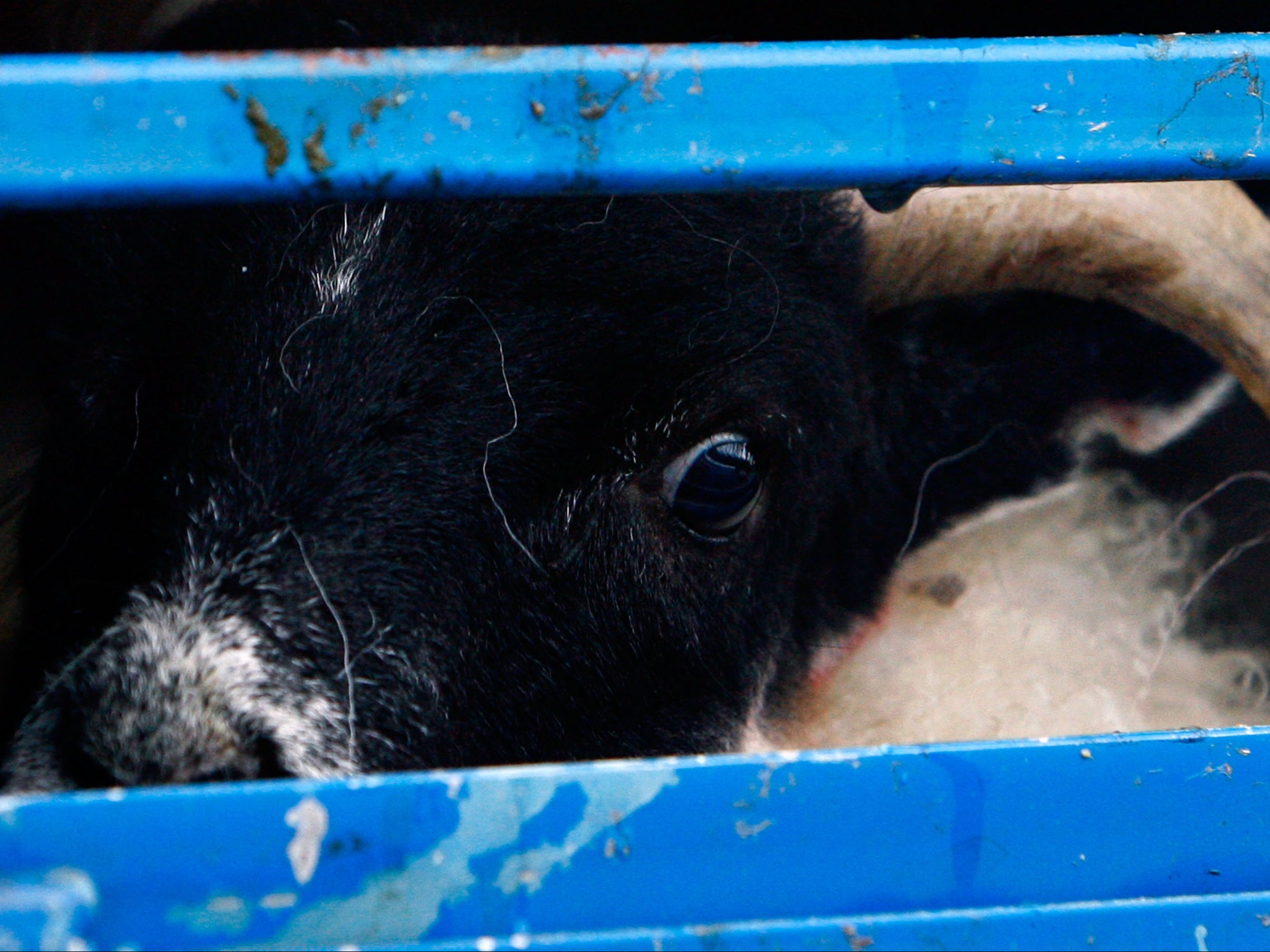 Lambs on a lorry in Scotland