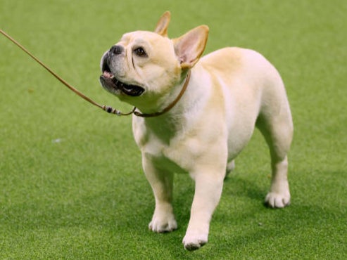 French bulldogs are one of the breeds likely to suffer from heatstroke