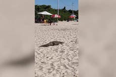 Alligator strolls through tourists to go for swim in the sea