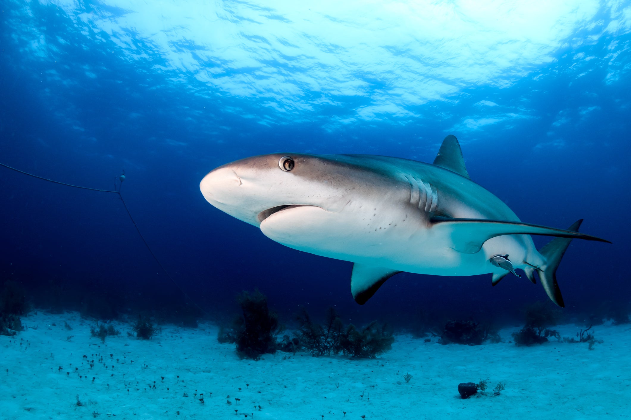 A reef shark