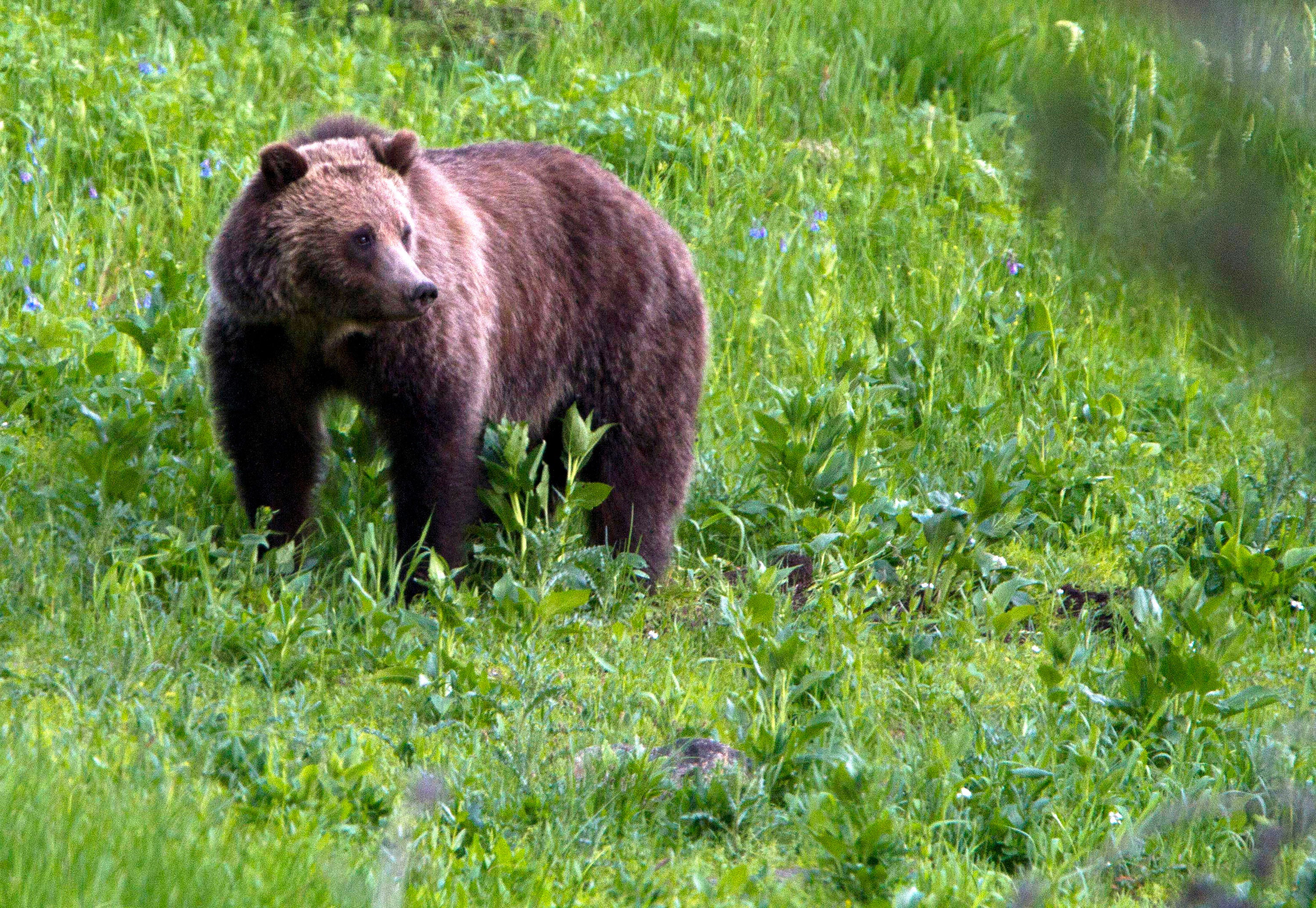 Wyoming Grizzlies Cattle