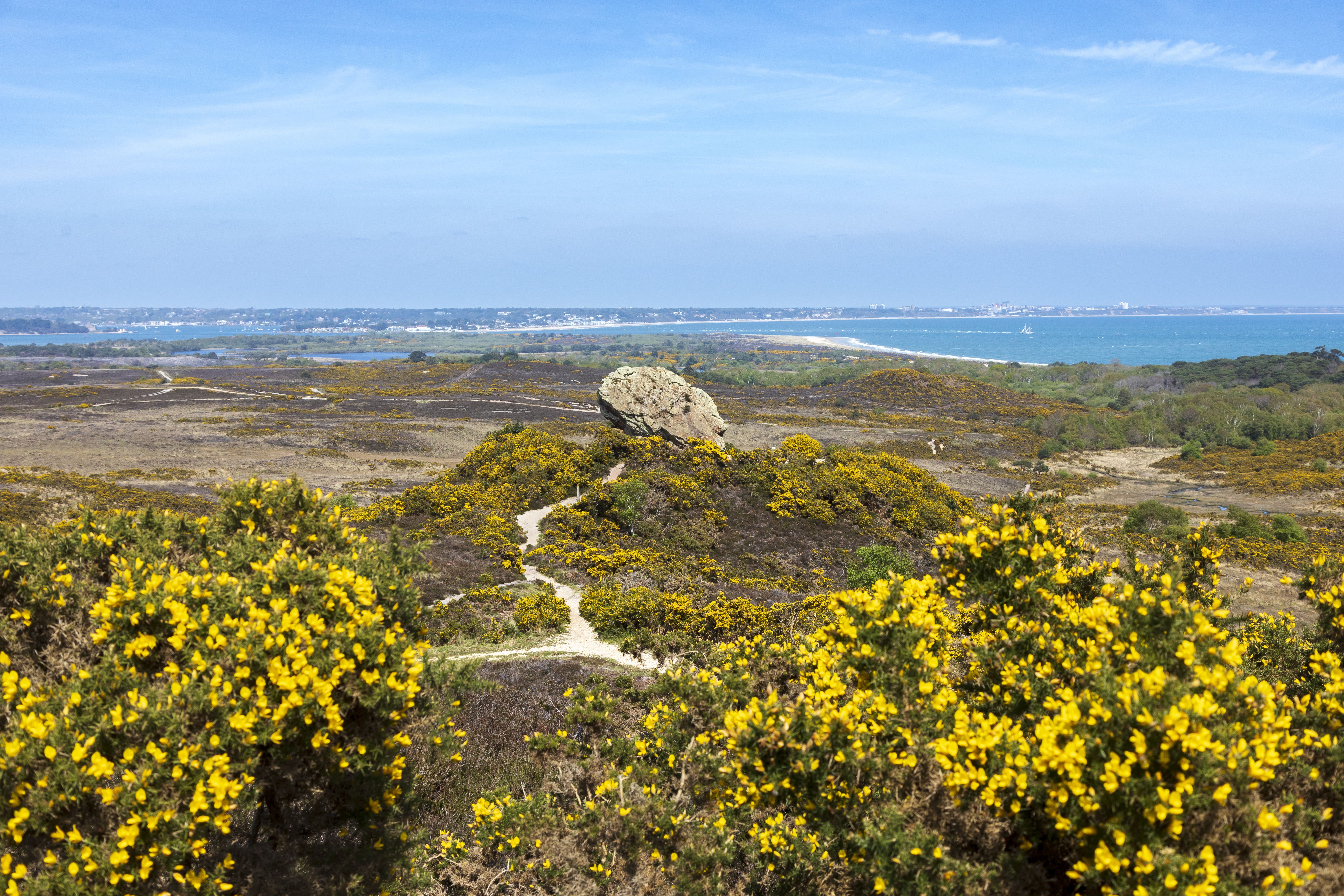 The Purbeck Heaths in Dorset (John Miller/National Trust/PA)