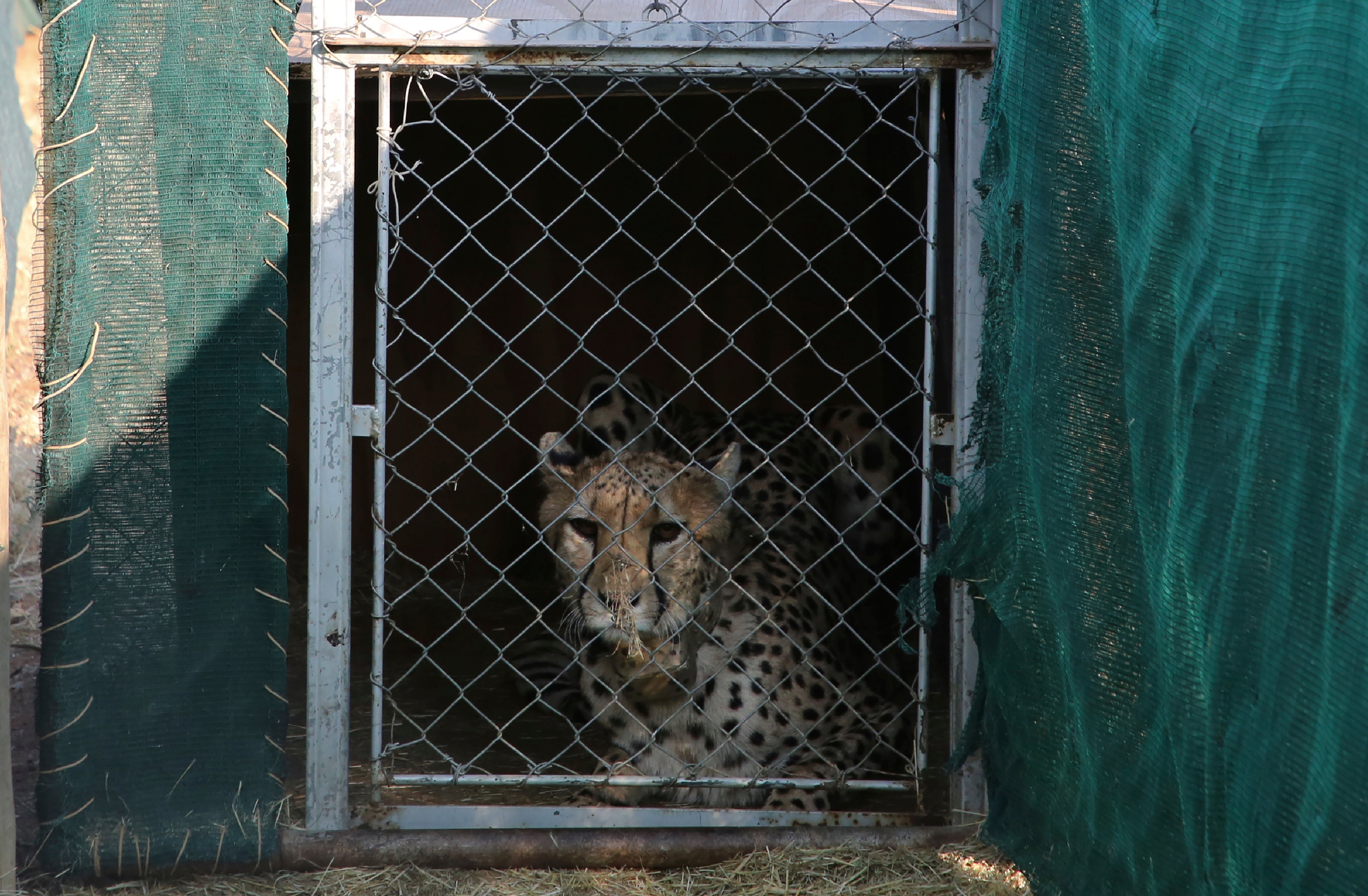 A cheetah lies inside a transport cage at the Cheetah Conservation Fund (CCF) before being relocated to India, in Otjiwarongo, Namibia, Friday, 16 Sept 2022