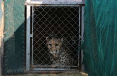 India loses eighth cheetah in four months, second death in a week as project falters