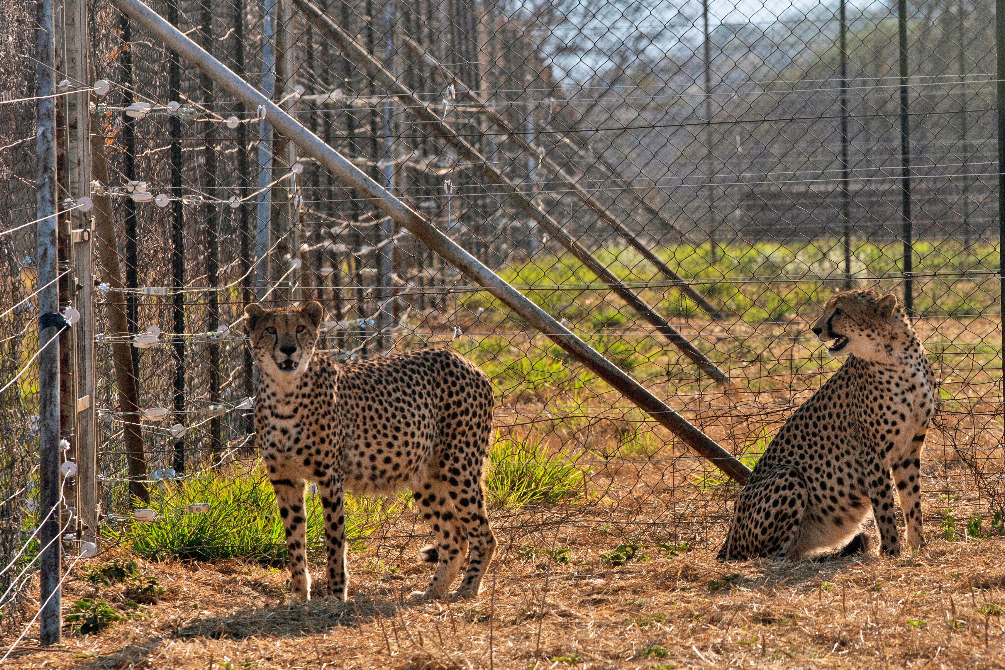 Two cheetahs are seen inside a quarantine section before being relocated to India at a reserve near Bella Bella, South Africa, Sunday, 4 Sept 2022