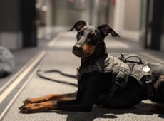 The best dog-friendly hotels in London for city breaks