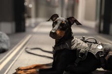 The best dog-friendly hotels in London for city breaks