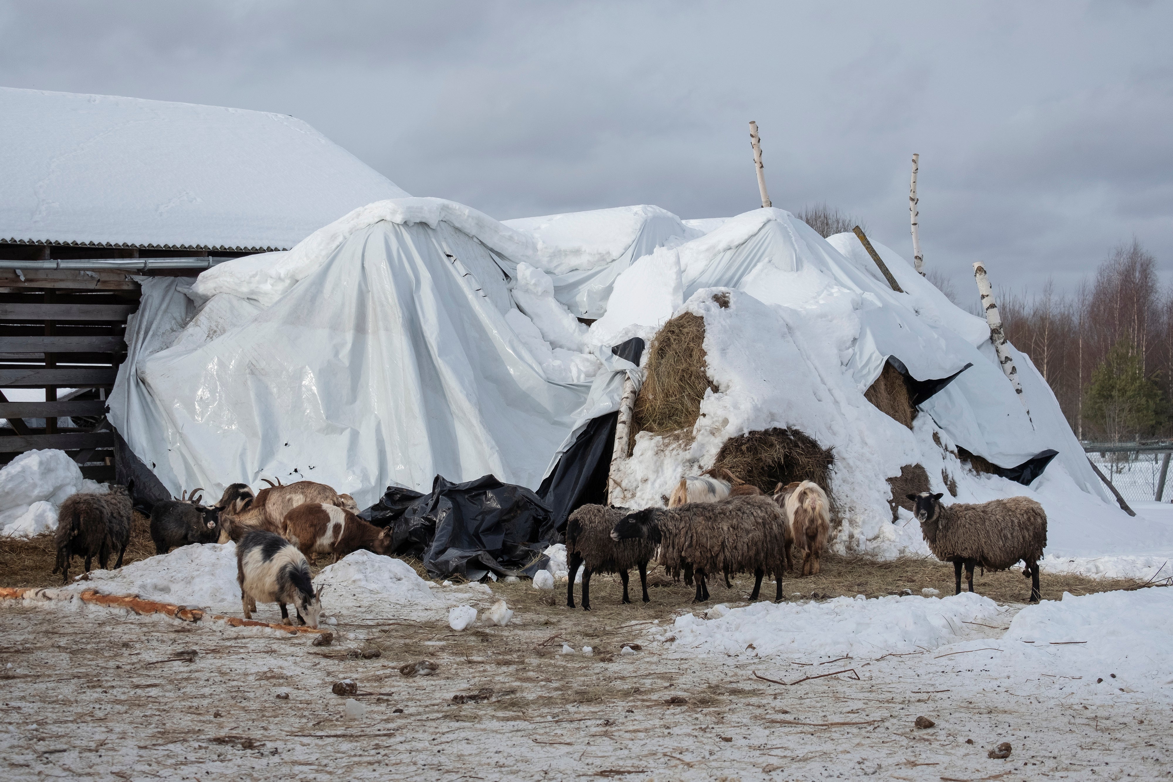 Sheep graze at Boris Akimov's farm