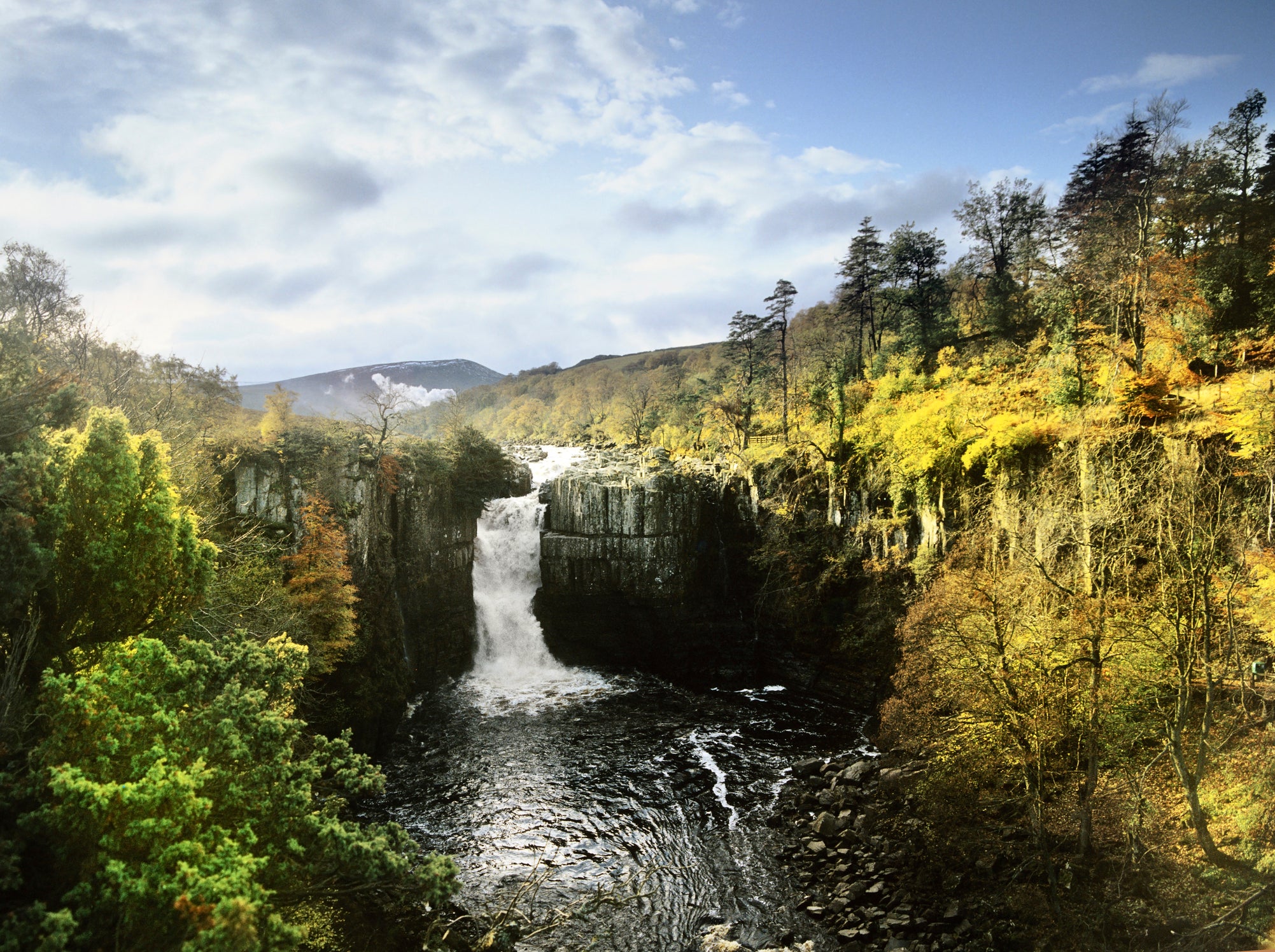 A slice of ‘jungle’ in nothern England