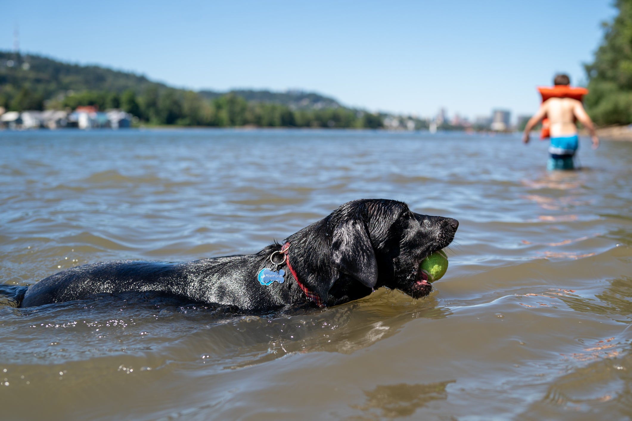 Dogs may accidentally ingest seawater while playing fetch and swimming