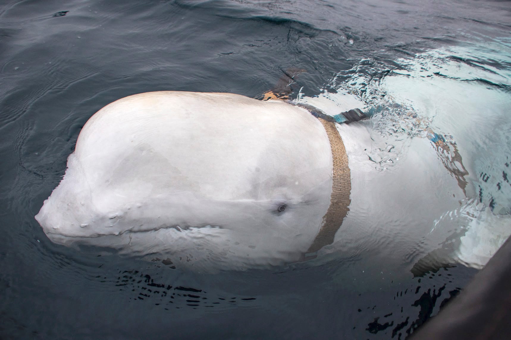 A white whale wearing a harness, which was discovered by fishermen off the coast of northern Norway